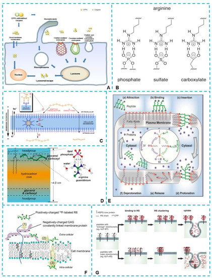 IJMS | Free Full-Text | Membrane Internalization Mechanisms and