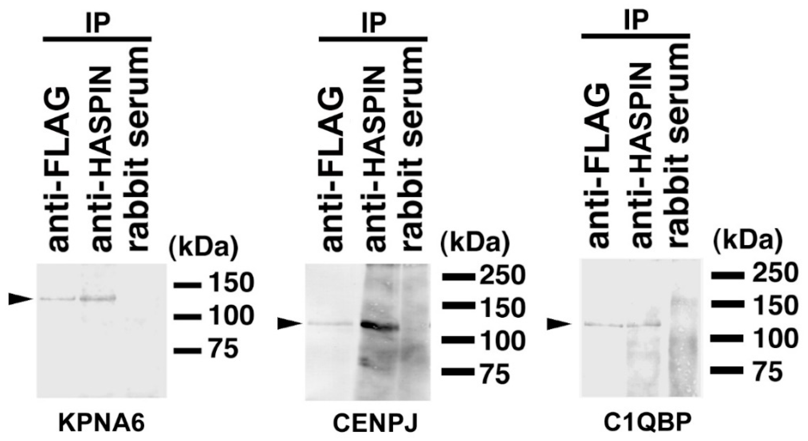 Ijms 23 09060 g002 Ijms 23 09060 g002