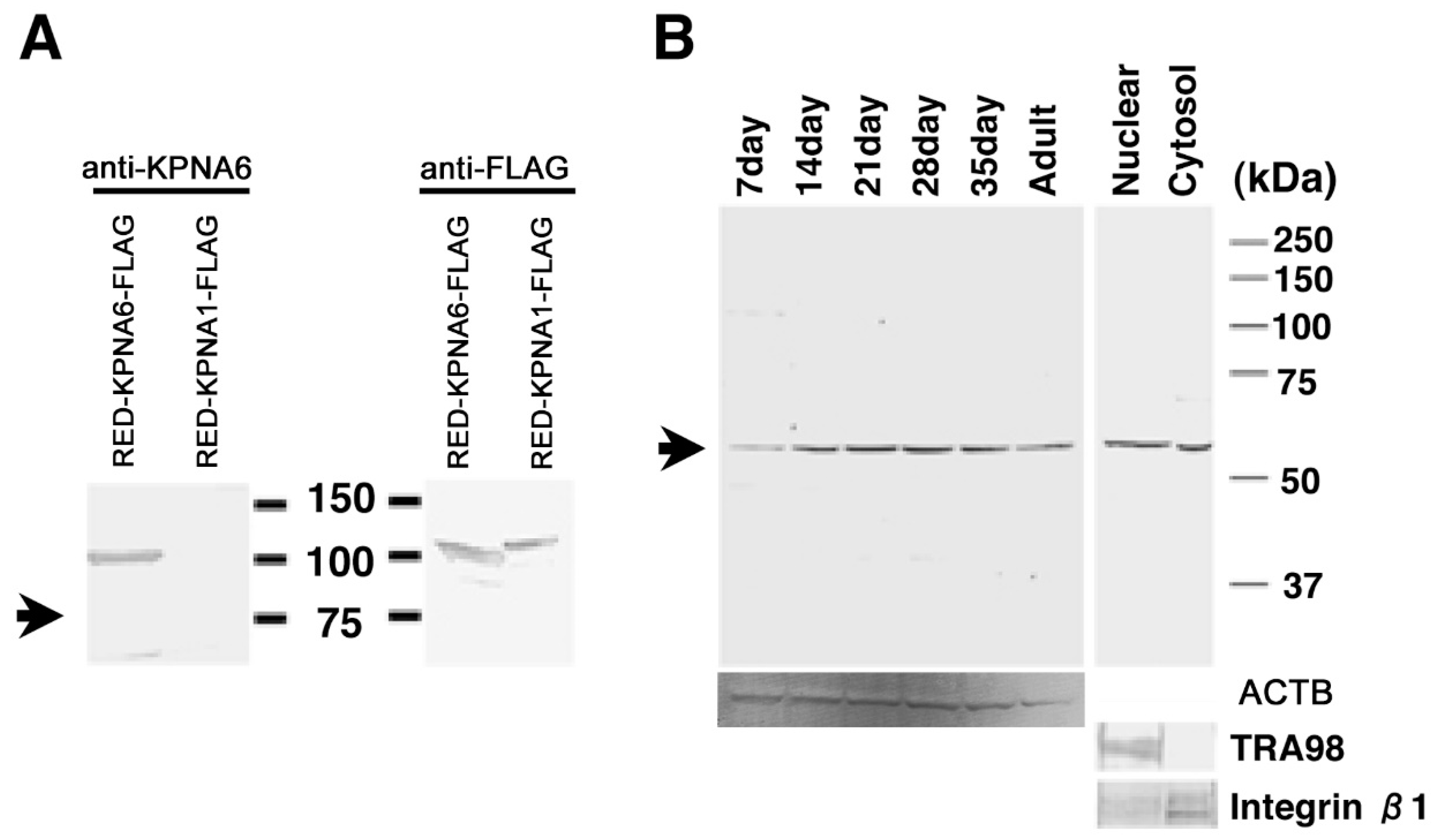 Ijms 23 09060 g004 Ijms 23 09060 g004
