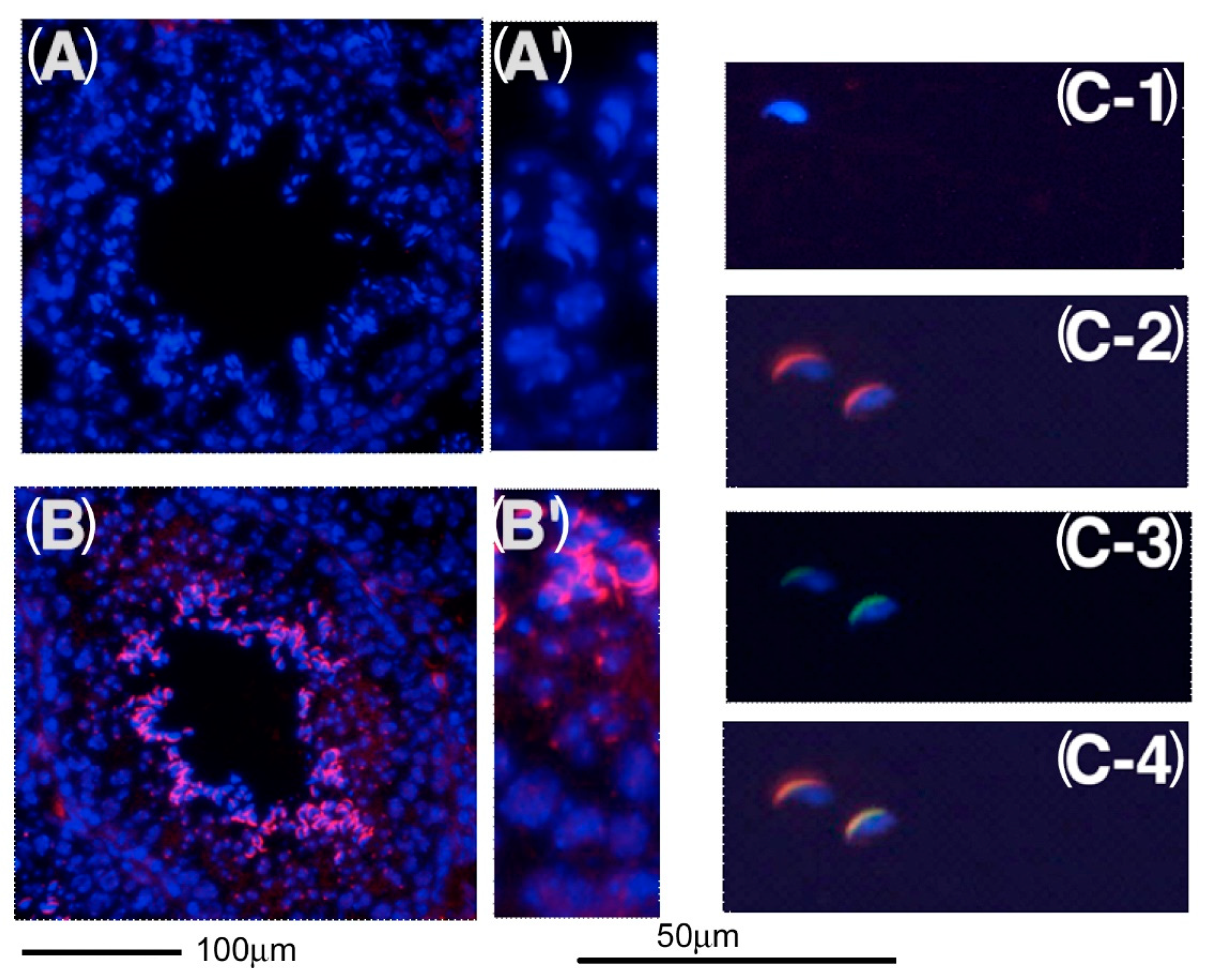 Ijms 23 09060 g005 Ijms 23 09060 g005