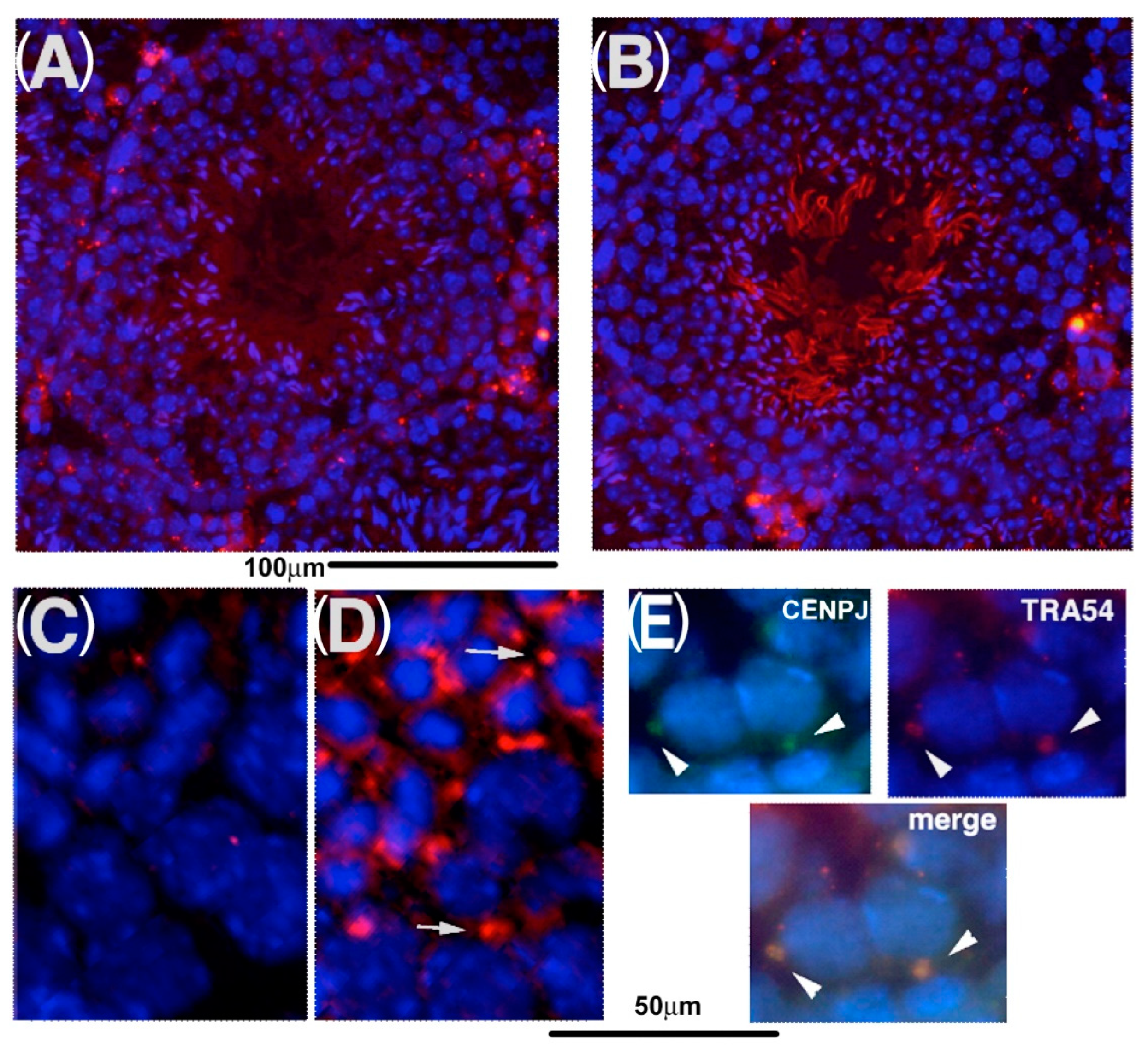 Ijms 23 09060 g007 Ijms 23 09060 g007