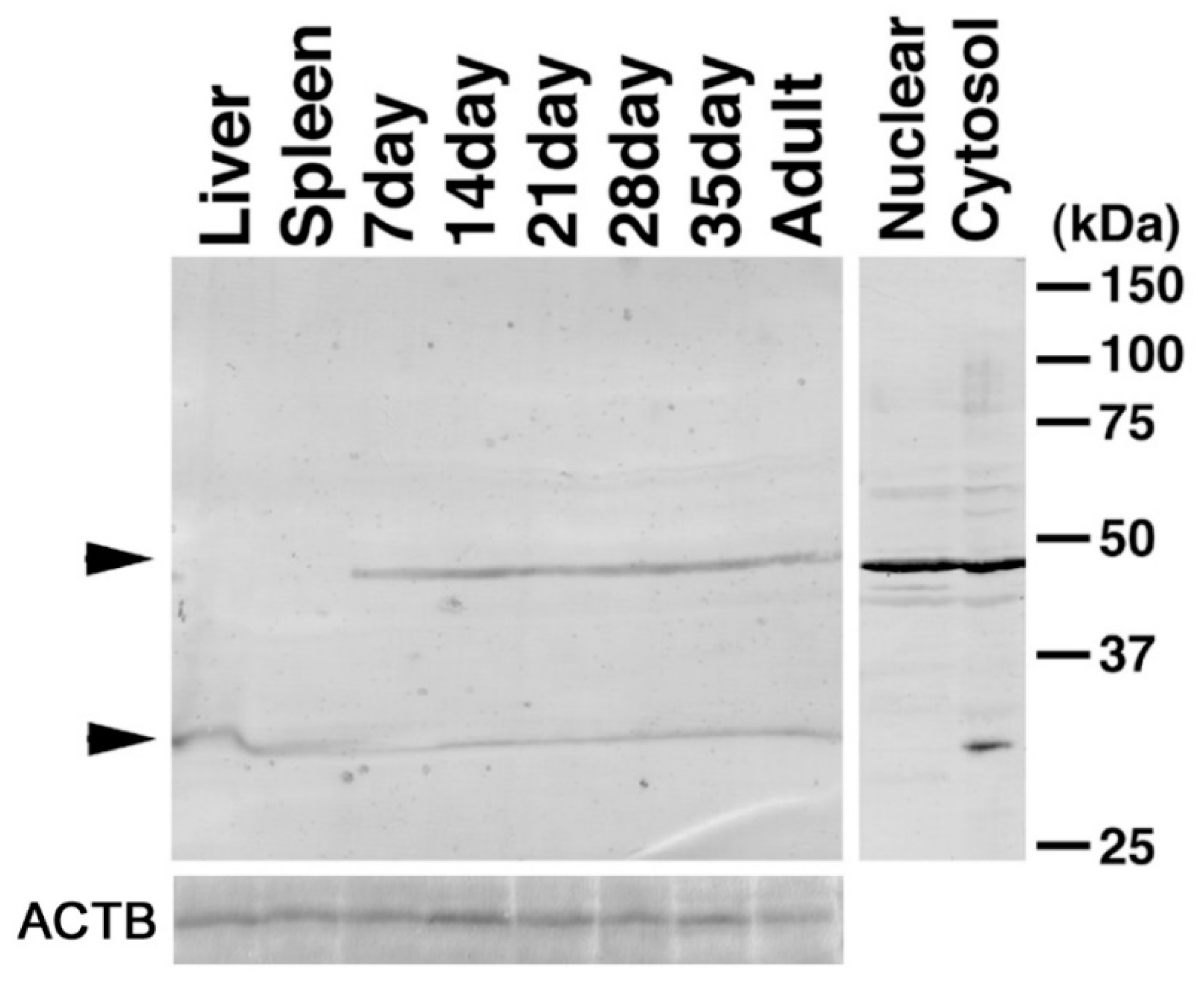 Ijms 23 09060 g008 Ijms 23 09060 g008