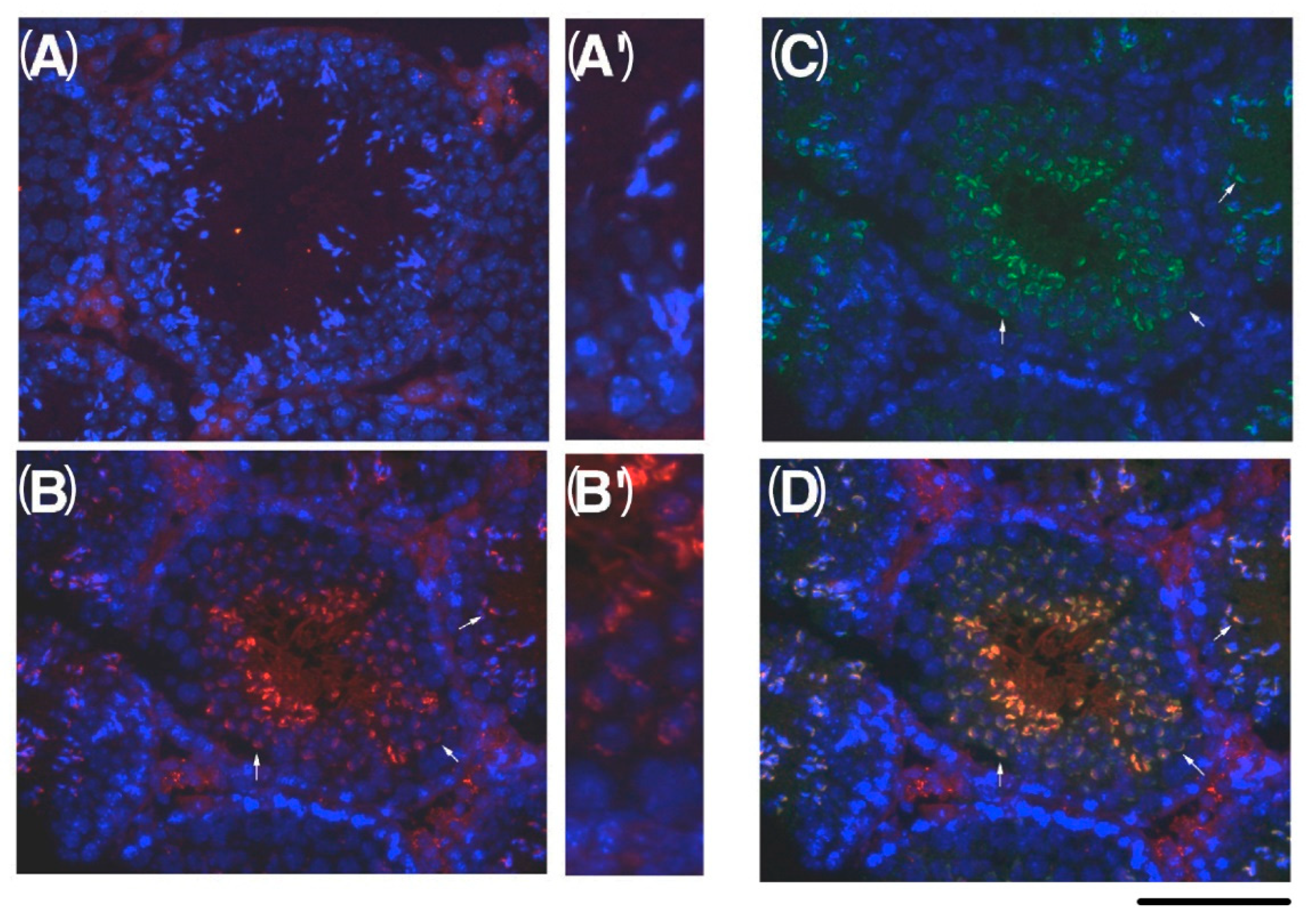 Ijms 23 09060 g009 Ijms 23 09060 g009