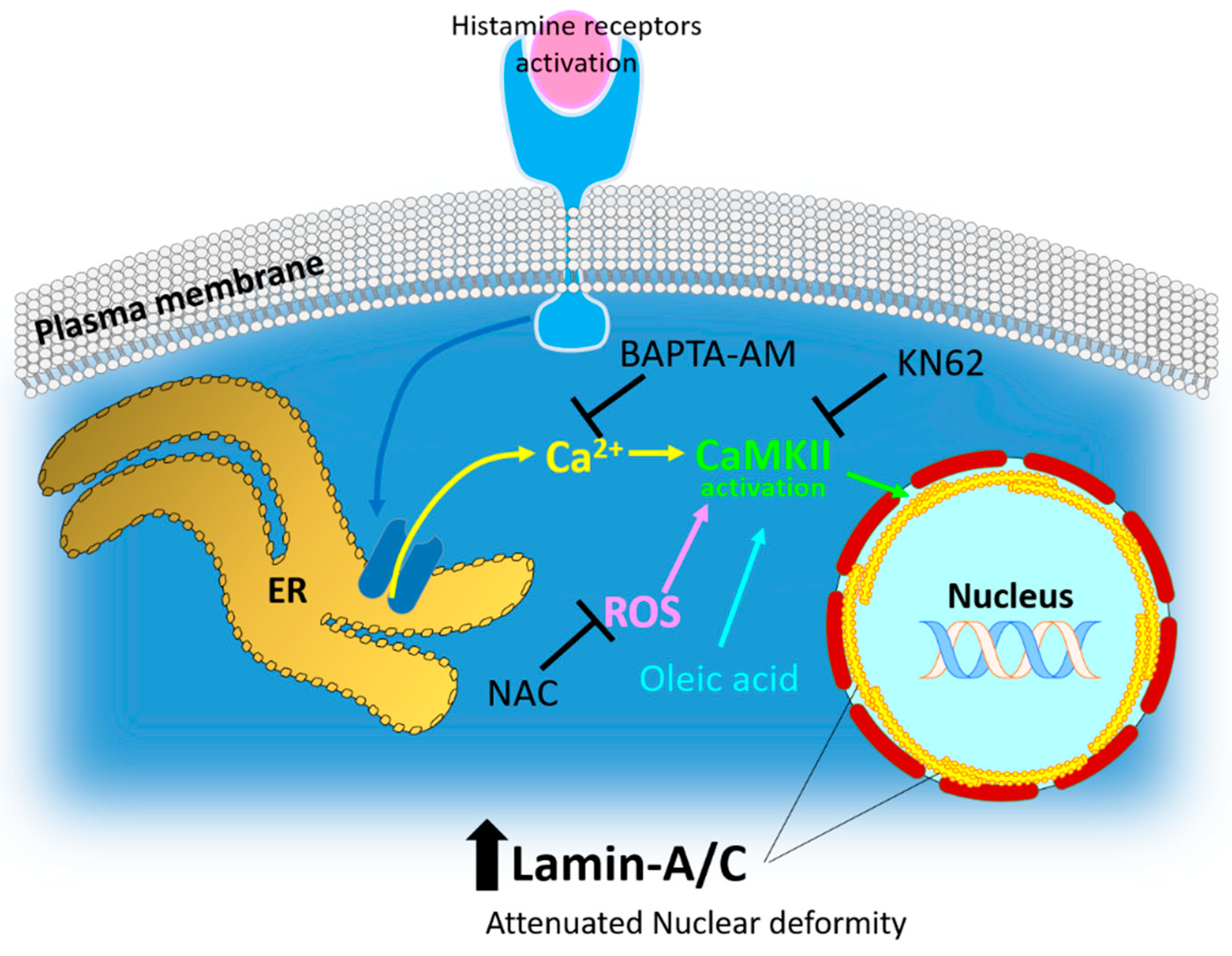 Ijms 23 09075 g007 Ijms 23 09075 g007