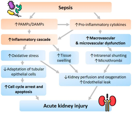 sepsis pathophysiology diagram