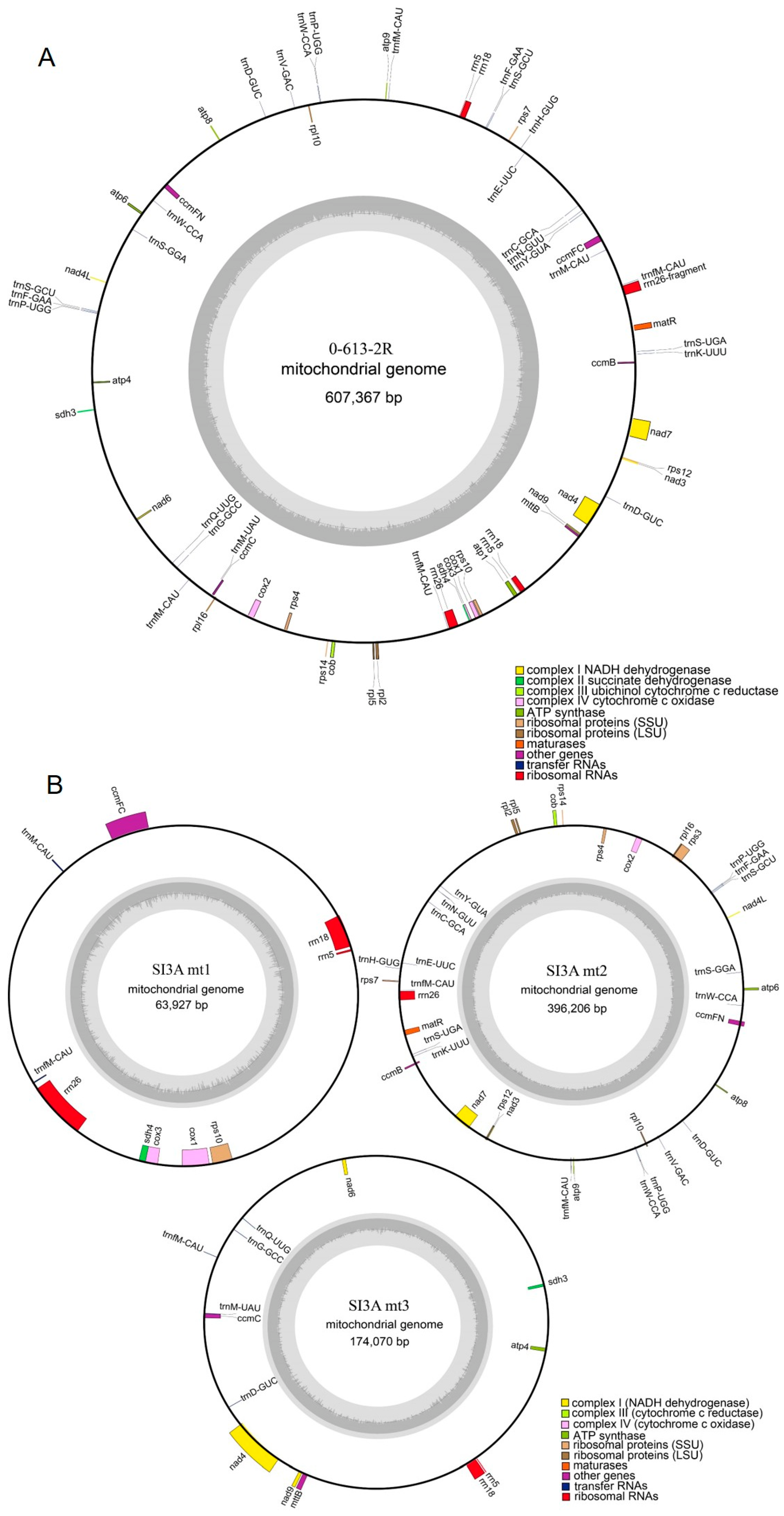 IJMS | Free Full-Text | Comparison of Mitochondrial Genomes 