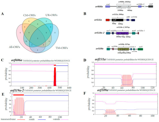 IJMS | Free Full-Text | Comparison of Mitochondrial Genomes 