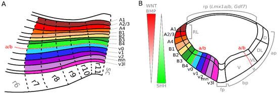 IJMS | Free Full-Text | Molecular Organization and Patterning of