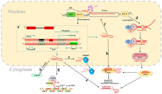 Long Non-Coding RNAs: New Players in Plants