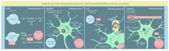 IJMS | Free Full-Text | Oxidative Stress in Amyotrophic Lateral Sclerosis:  Synergy of Genetic and Environmental Factors | HTML