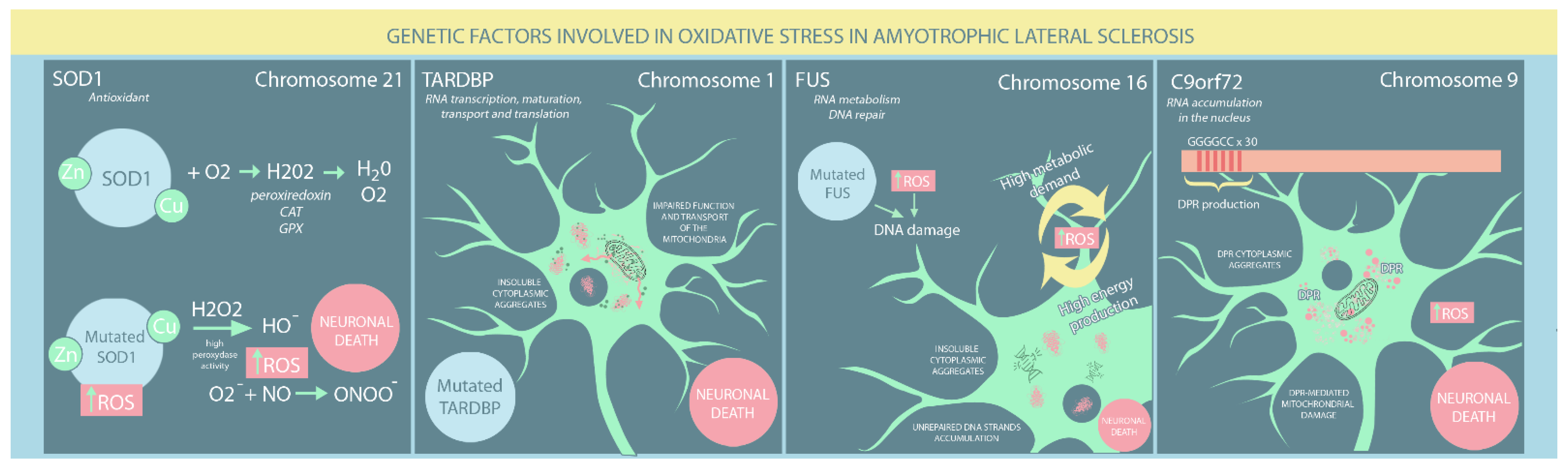 IJMS | Free Full-Text | Oxidative Stress in Amyotrophic Lateral Sclerosis:  Synergy of Genetic and Environmental Factors