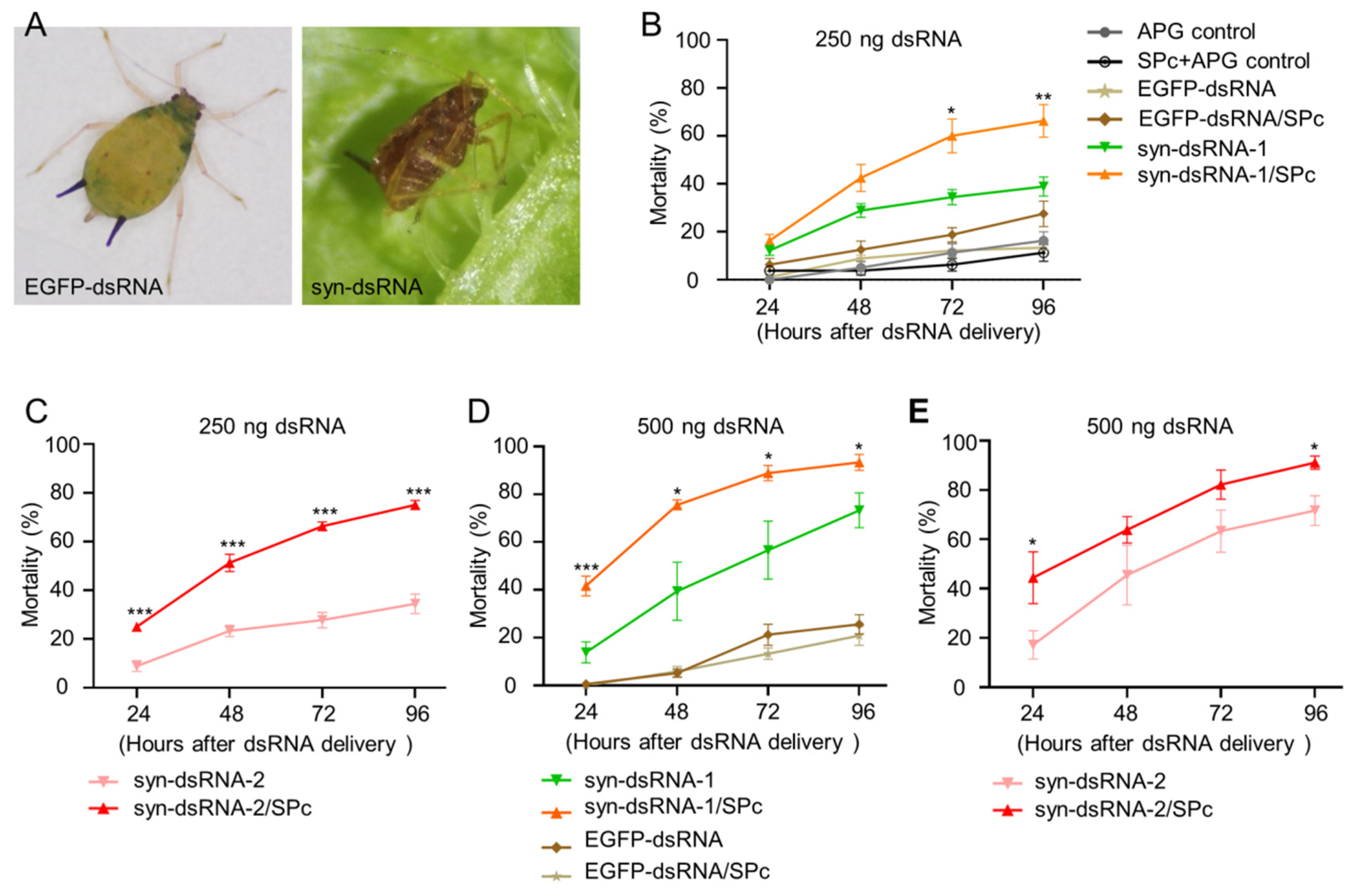 Ijms 23 09388 g004 Ijms 23 09388 g004