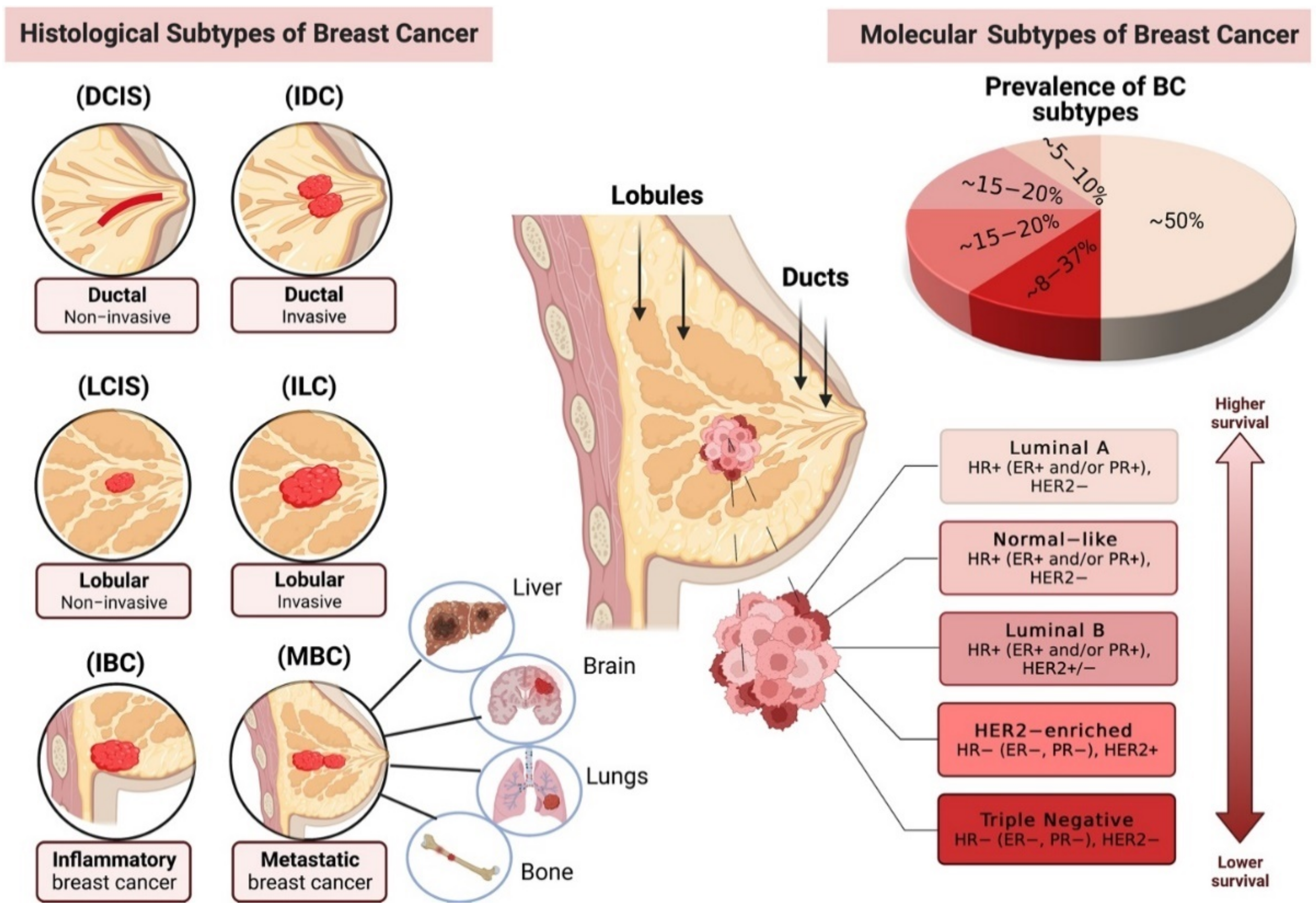 Characteristics of the molecular subtypes of breast cancer. Breast