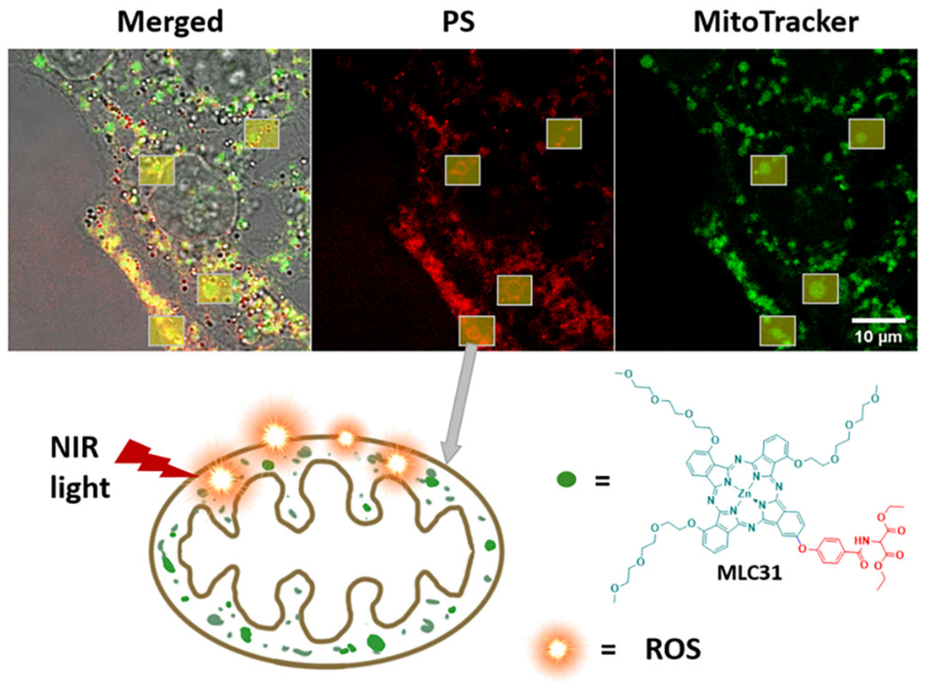 Ijms 23 09525 sch001