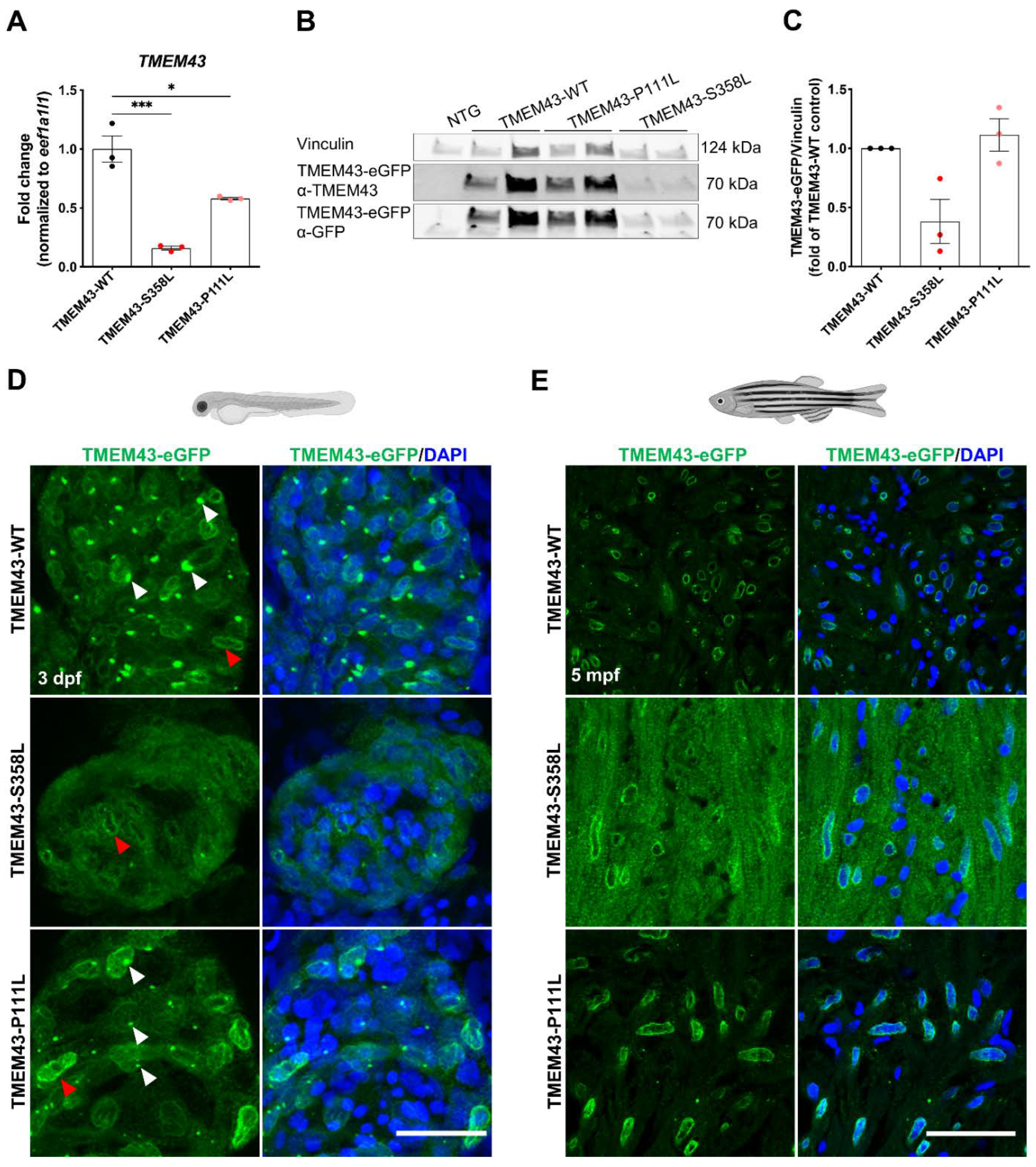 Ijms 23 09530 g002 Ijms 23 09530 g002