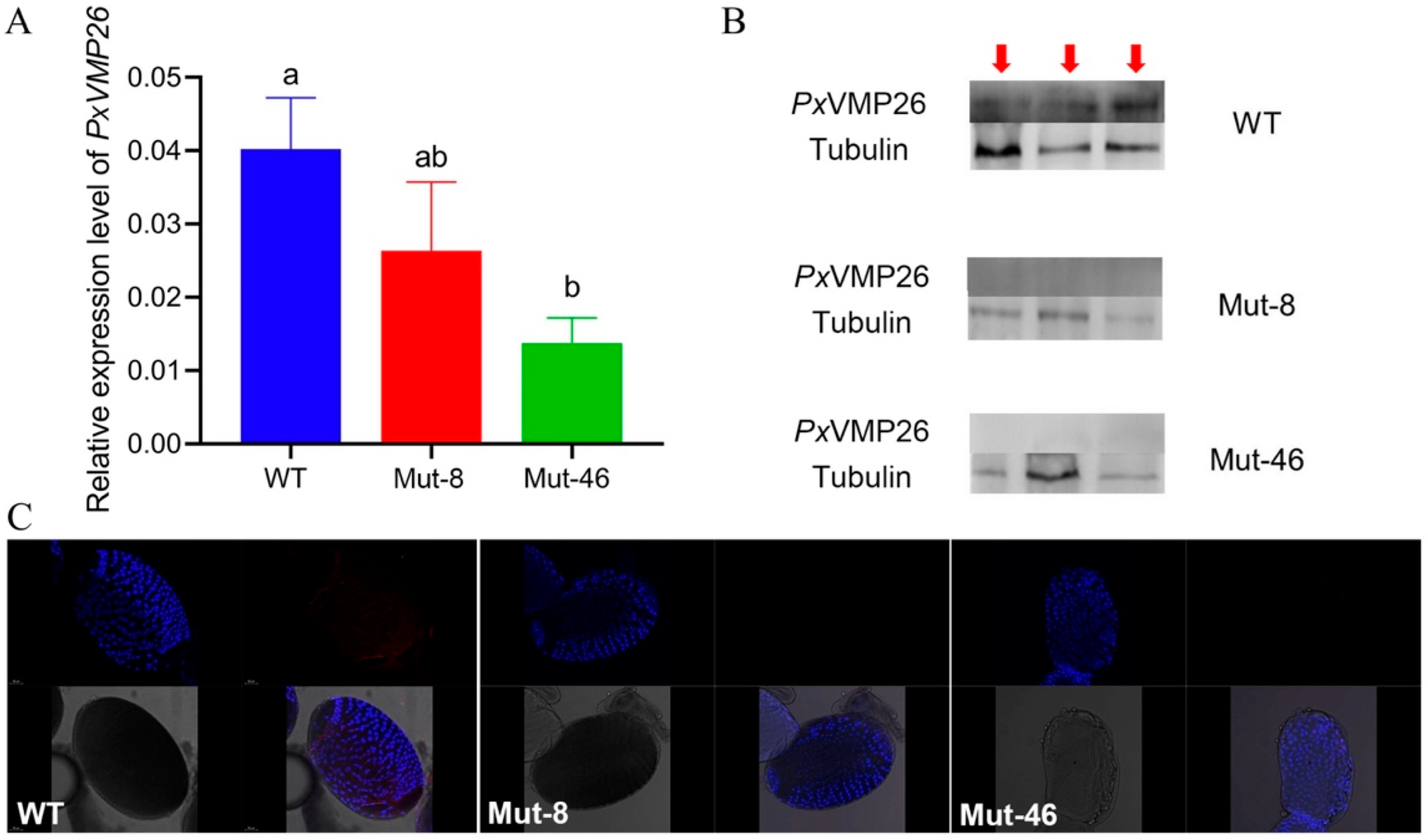Ijms 23 09538 g005 Ijms 23 09538 g005