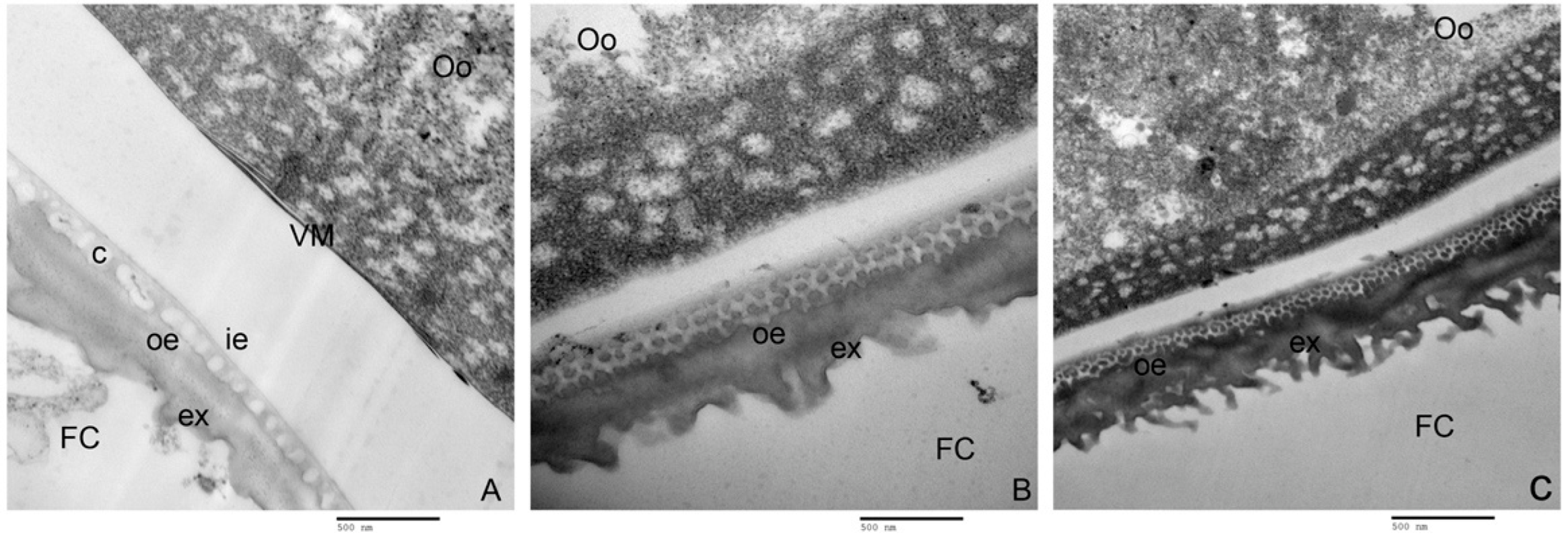 Ijms 23 09538 g008 Ijms 23 09538 g008