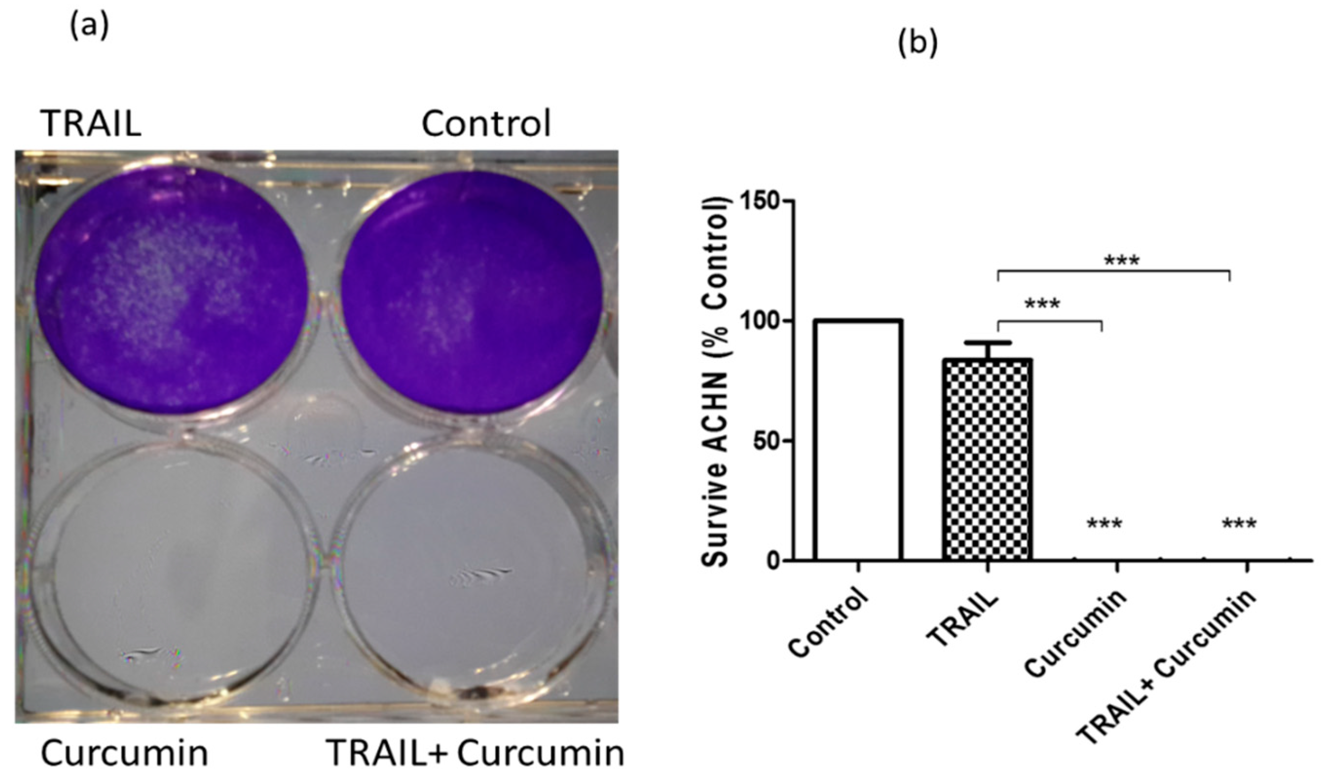IJMS | Free Full-Text | Curcumin Sensitises Cancerous Kidney Cells to TRAIL  Induced Apoptosis via Let-7C Mediated Deregulation of Cell Cycle Proteins  and Cellular Metabolism