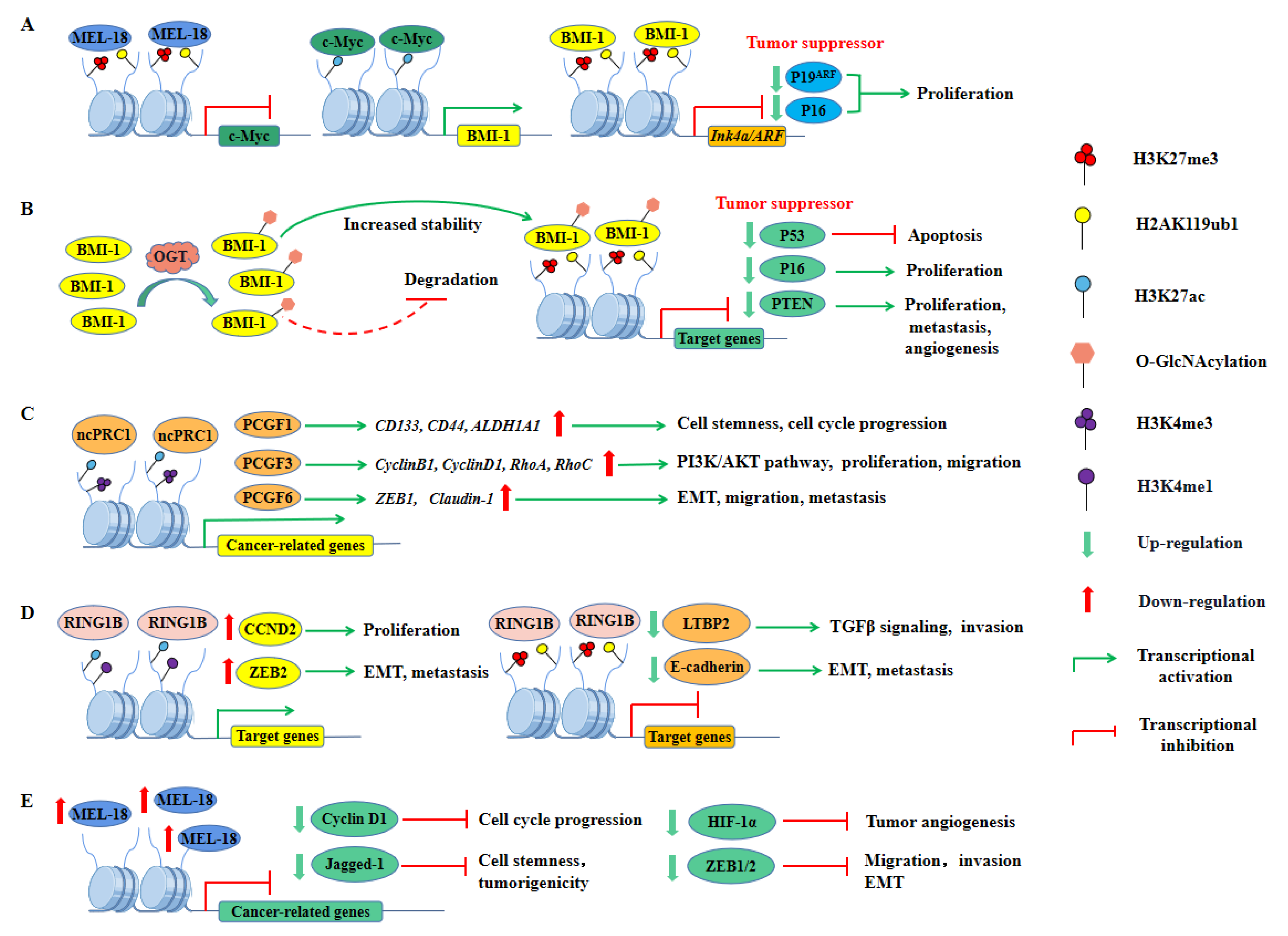 Ijms 23 09574 g004 Ijms 23 09574 g004