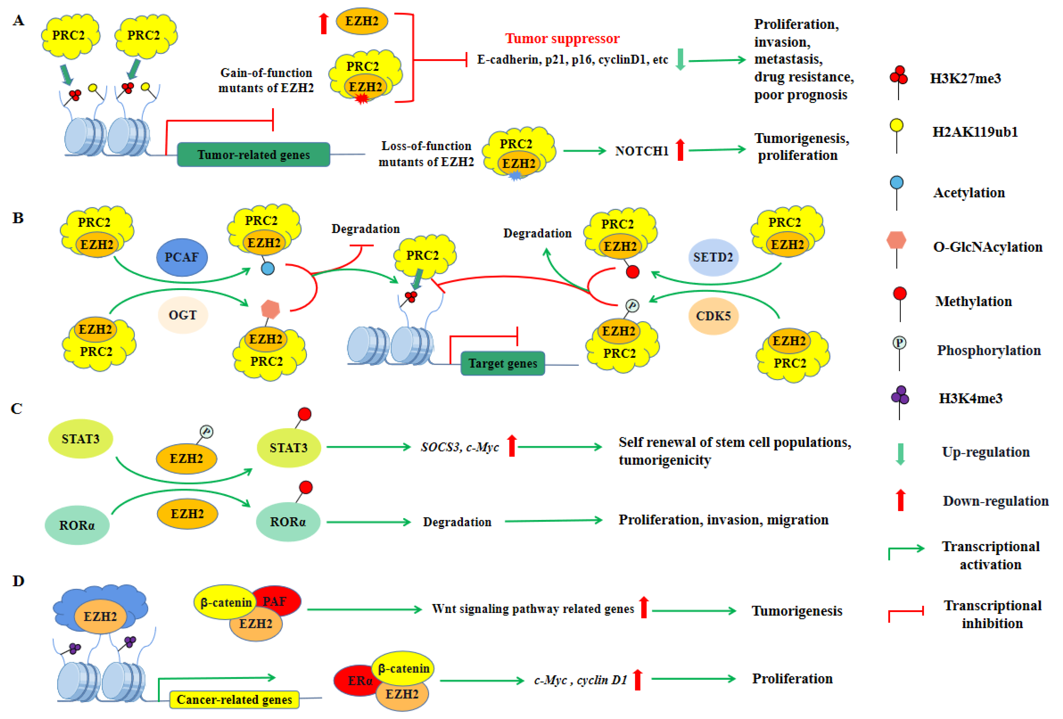 Ijms 23 09574 g005 Ijms 23 09574 g005