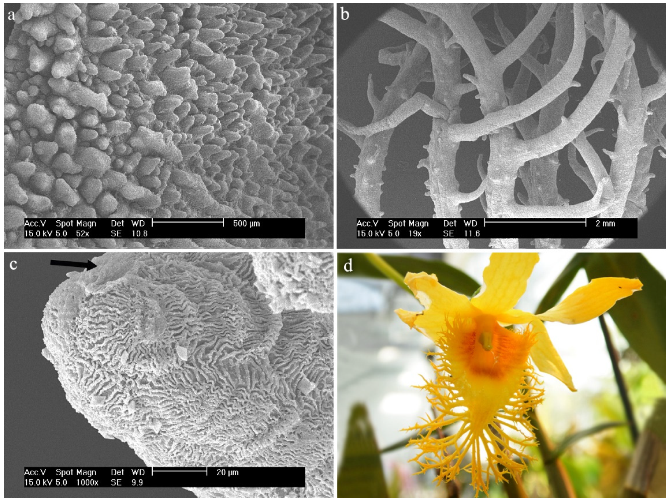 Ijms 23 09578 g007 Ijms 23 09578 g007