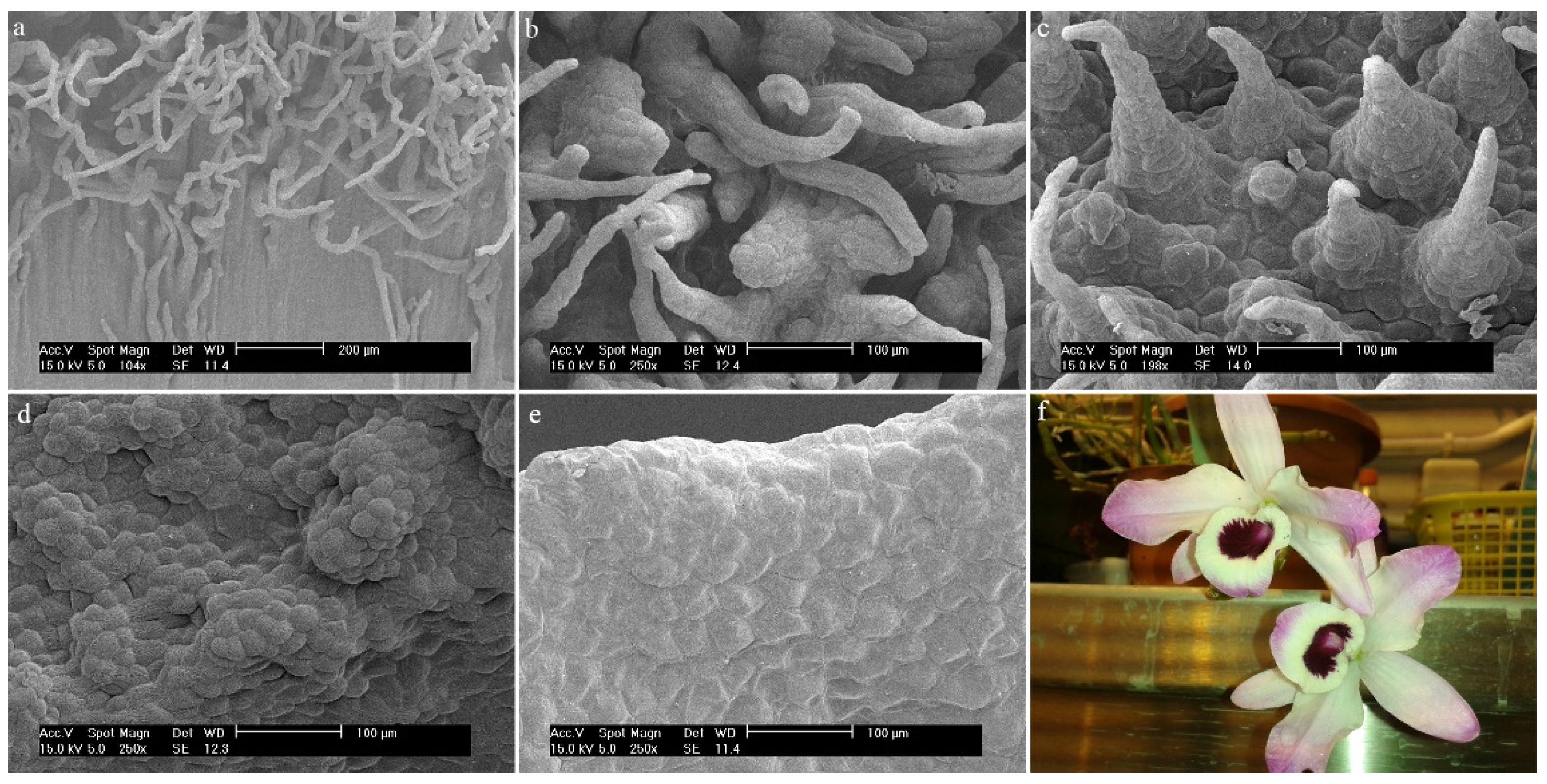 Ijms 23 09578 g009 Ijms 23 09578 g009