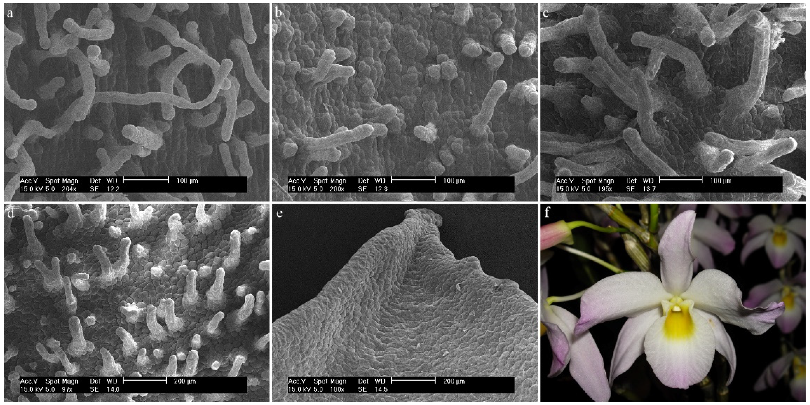 Ijms 23 09578 g011 Ijms 23 09578 g011