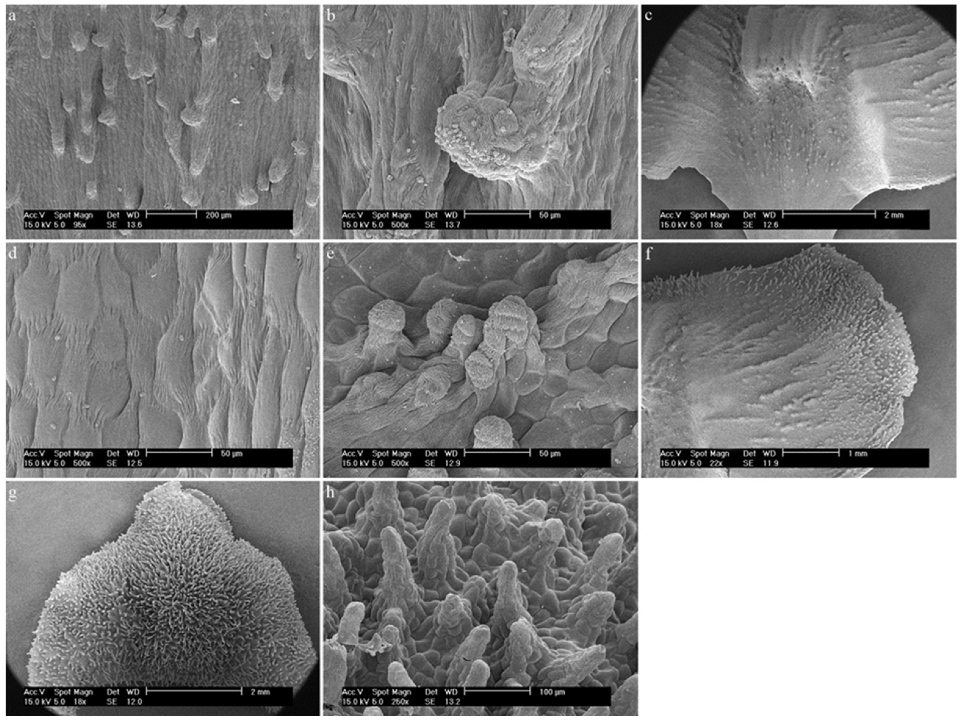 Ijms 23 09578 g012 Ijms 23 09578 g012