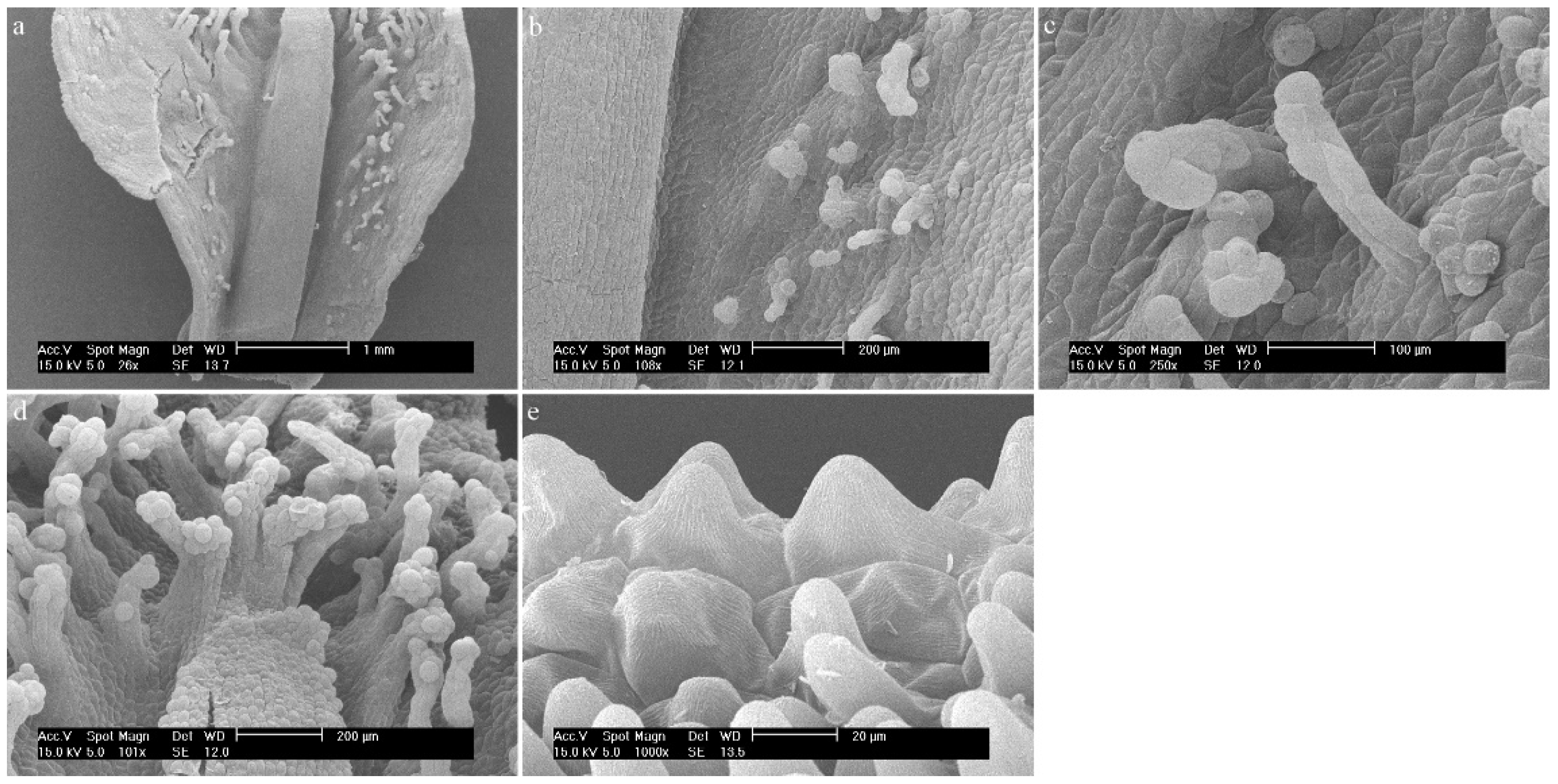 Ijms 23 09578 g015 Ijms 23 09578 g015