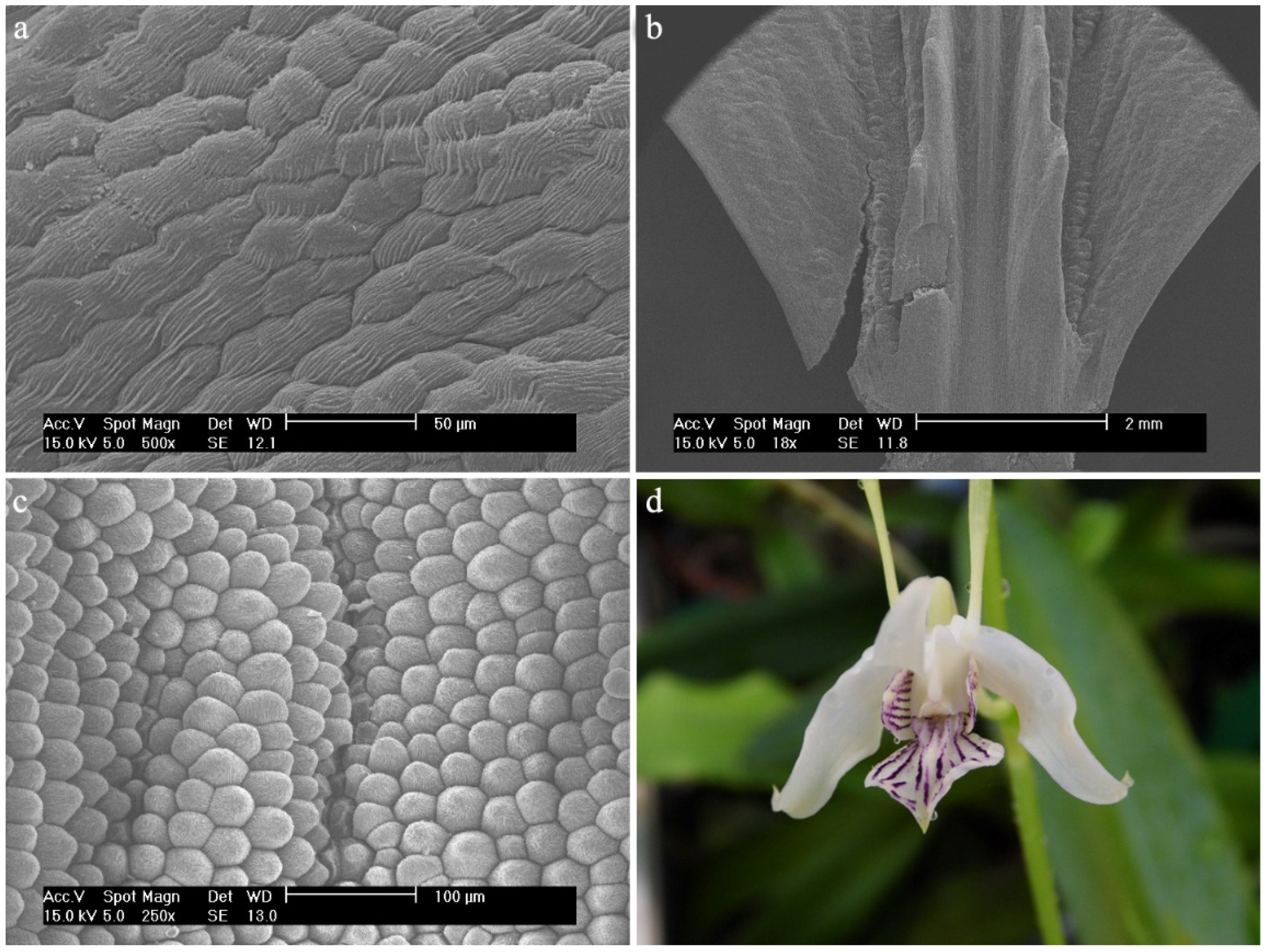 Ijms 23 09578 g021 Ijms 23 09578 g021