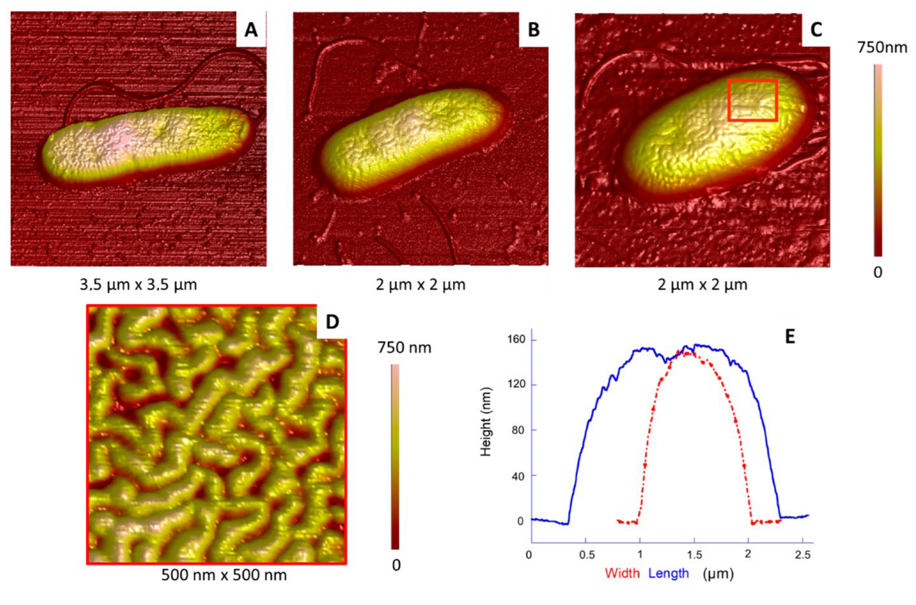 IJMS | Free Full-Text | Impact of Growth Conditions on Pseudomonas  fluorescens Morphology Characterized by Atomic Force Microscopy