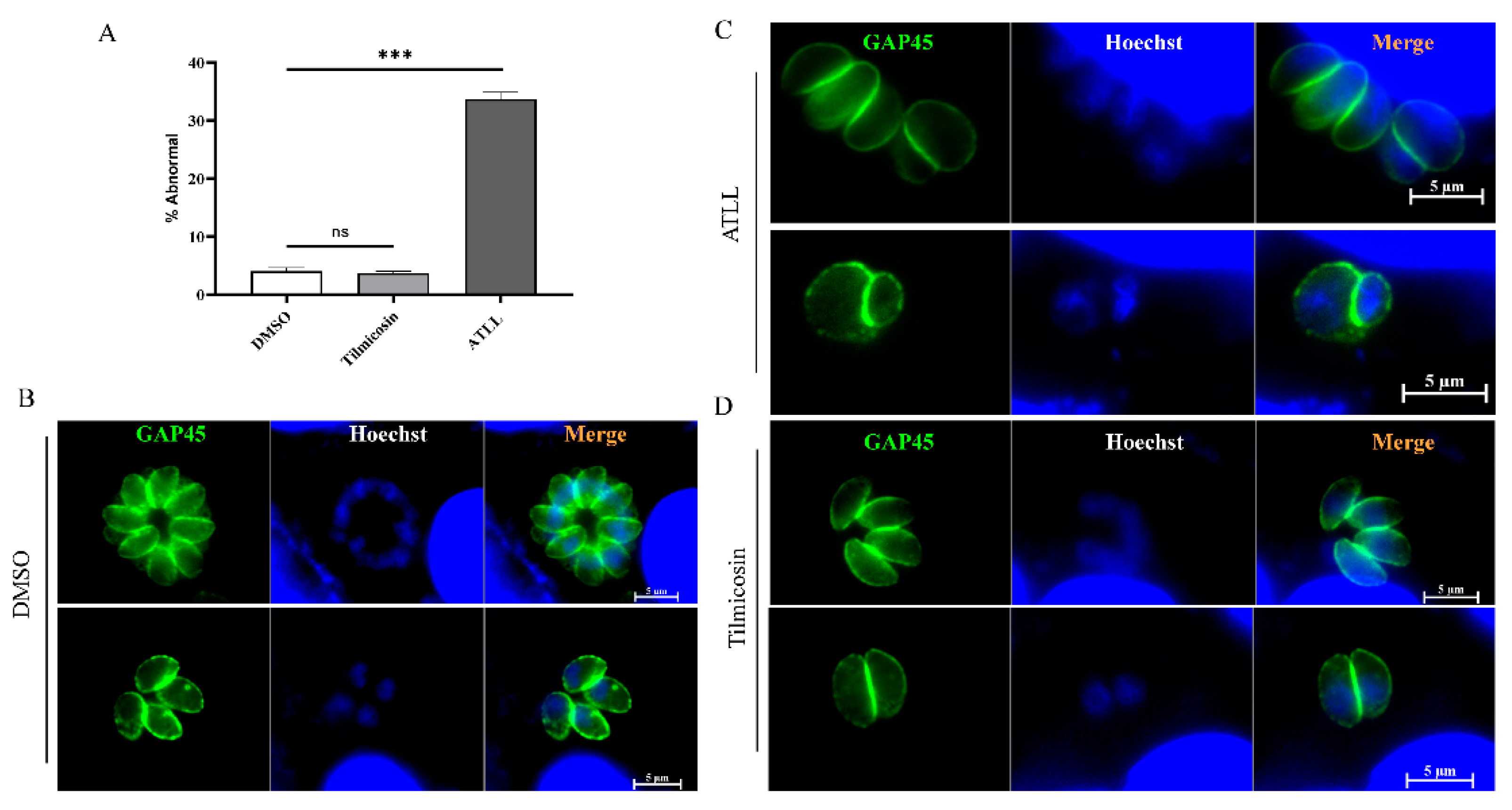 Ijms 23 09586 g005 Ijms 23 09586 g005