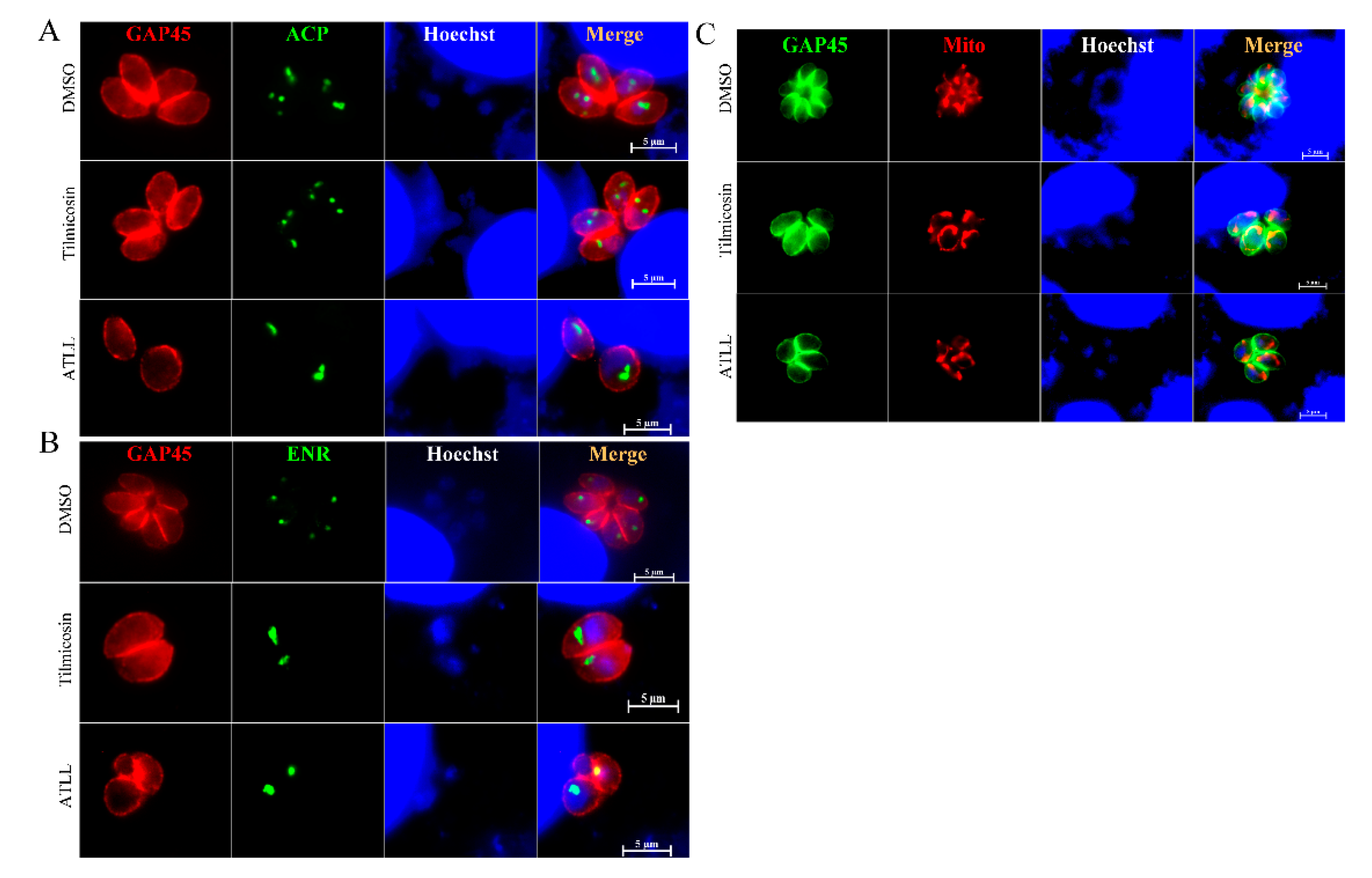 Ijms 23 09586 g007 Ijms 23 09586 g007