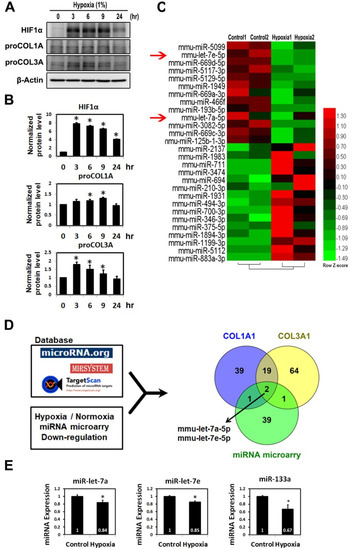 immunoblotting vs western blot