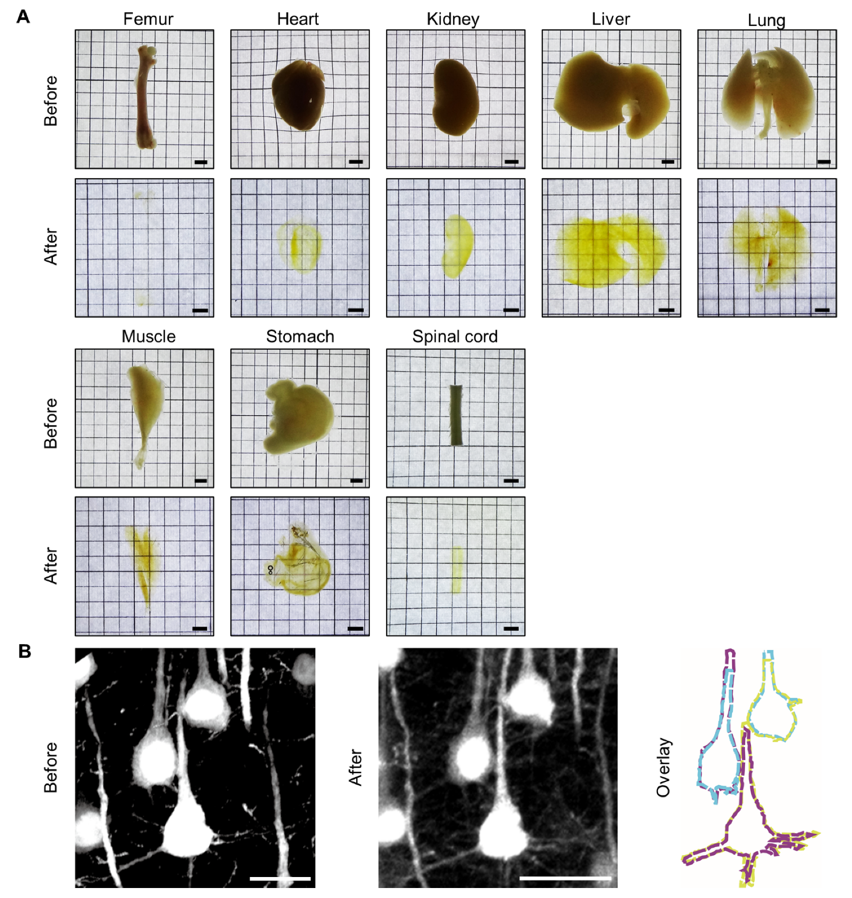 Ijms 23 09637 g003 Ijms 23 09637 g003