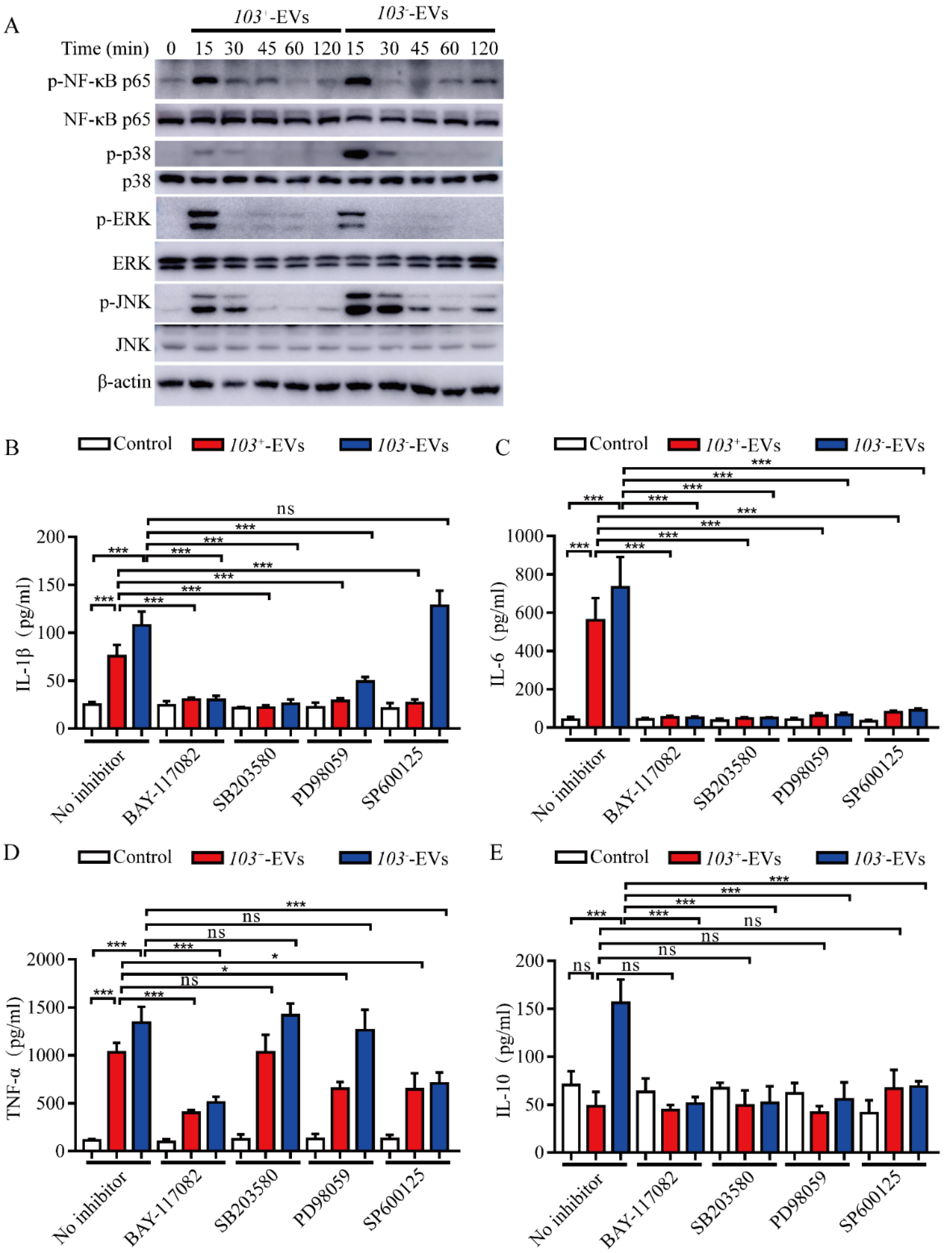 Ijms Free Full Text Rhodococcus Equi Derived Extracellular Vesicles Promoting Inflammatory