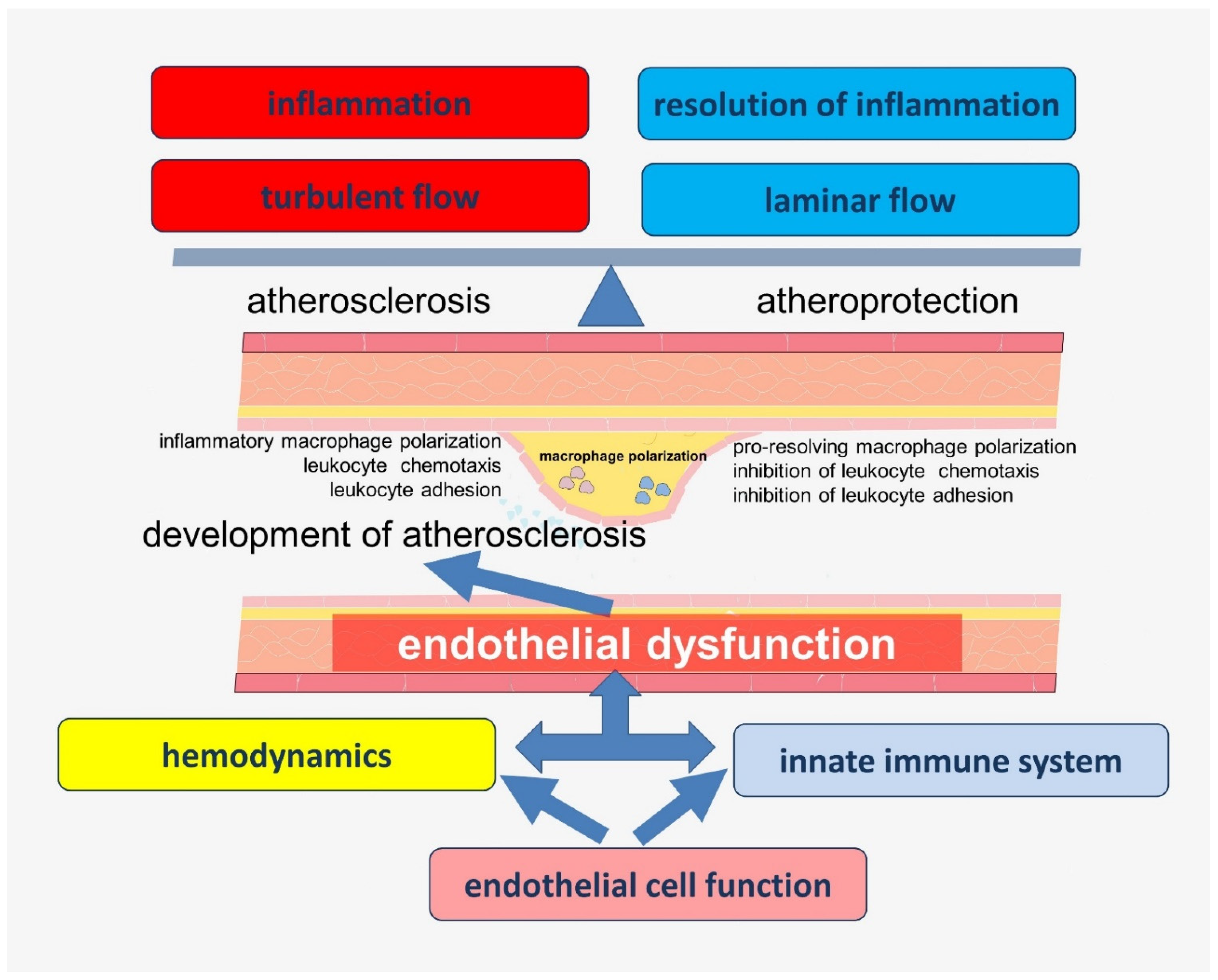 IJMS | Free Full-Text | Immune Function of Endothelial Cells: Evolutionary  Aspects, Molecular Biology and Role in Atherogenesis