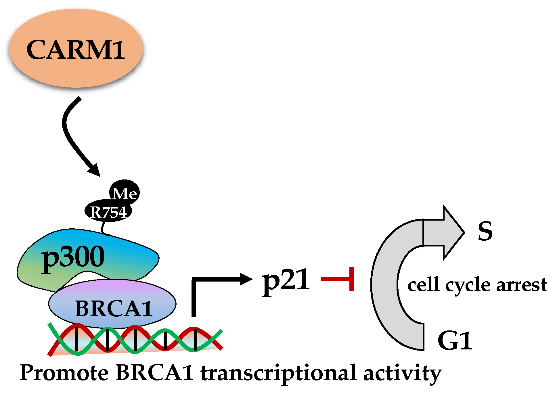 Ijms 23 09780 g003 Ijms 23 09780 g003