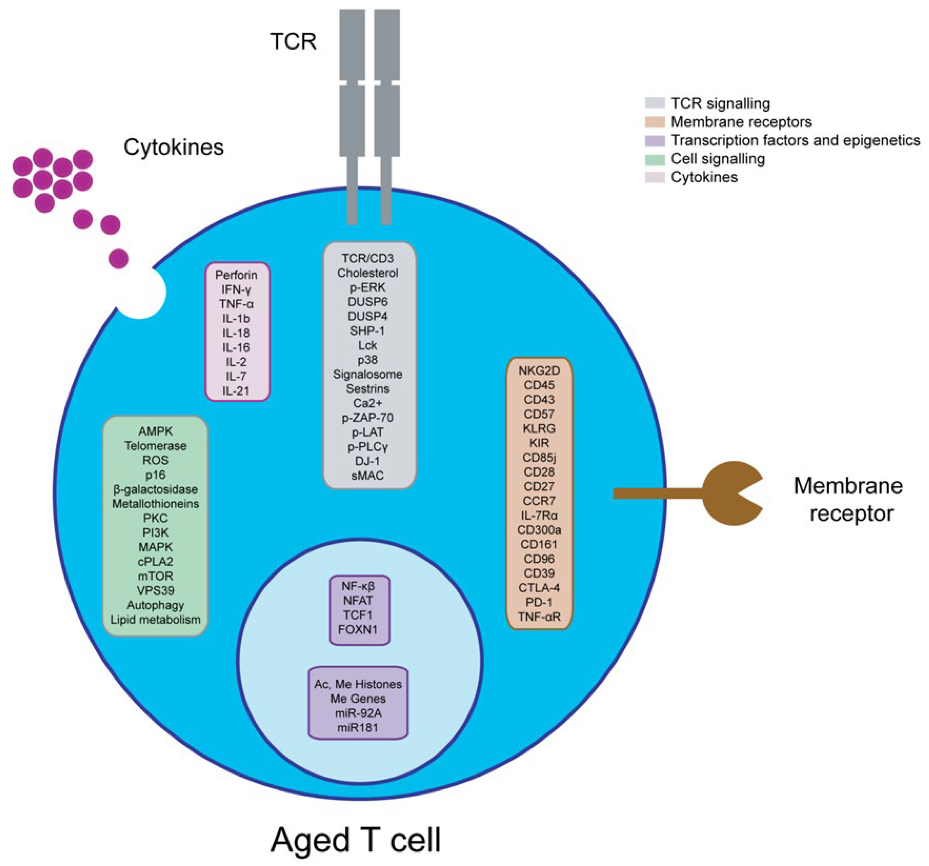 Ijms 23 09797 g002 Ijms 23 09797 g002
