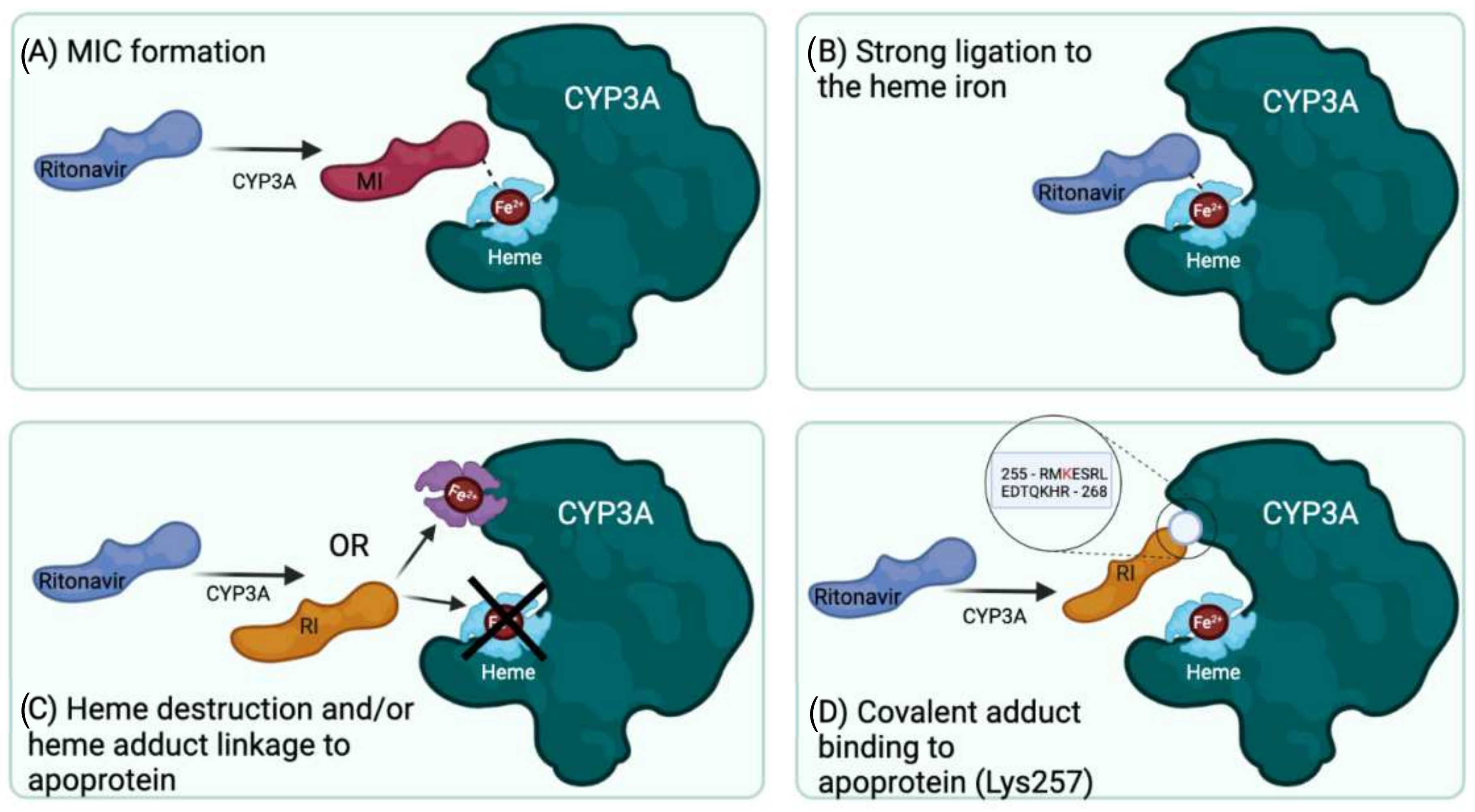 IJMS | Free Full-Text | The Mechanism-Based Inactivation of CYP3A4 by  Ritonavir: What Mechanism?