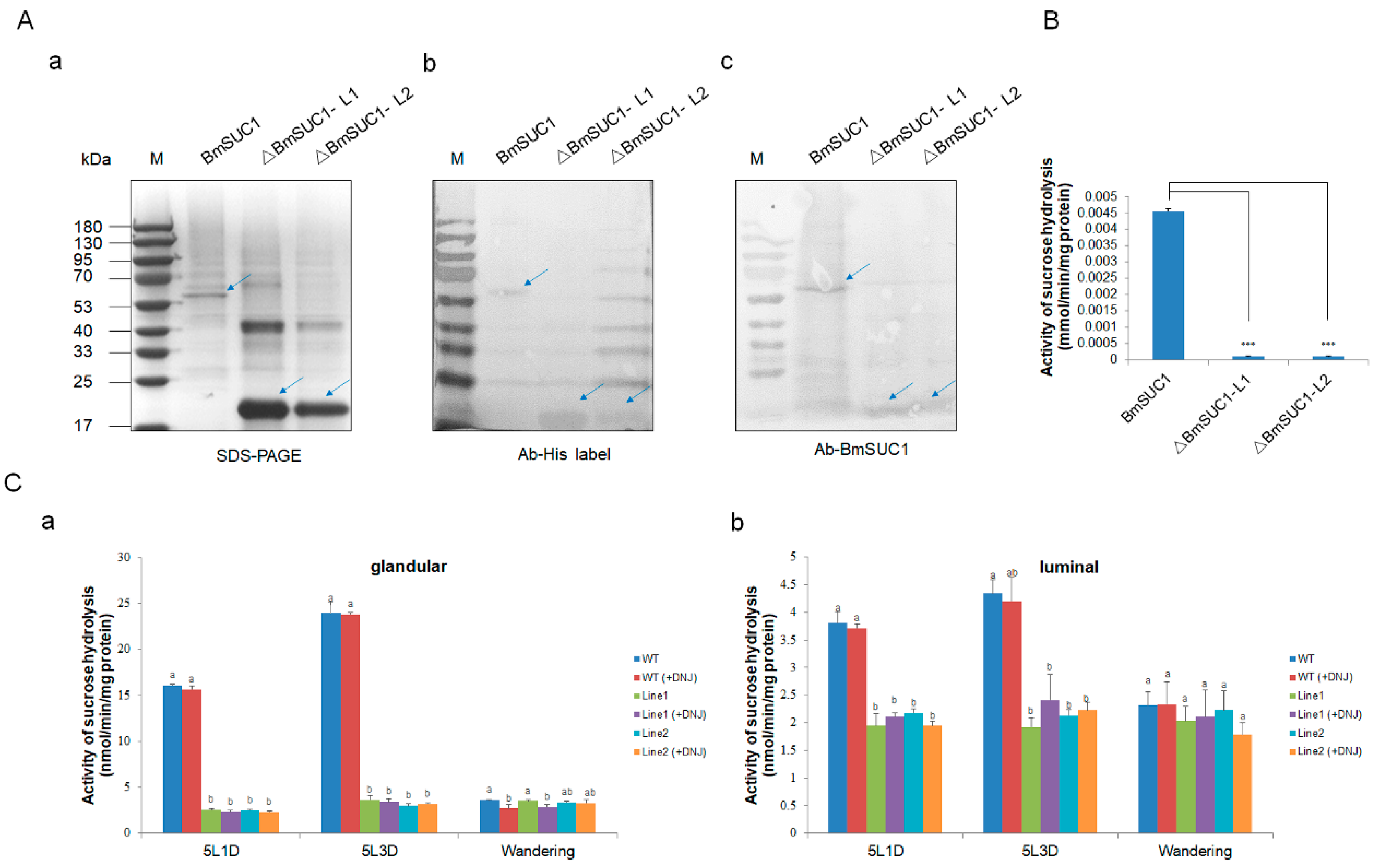 IJMS | Free Full-Text | BmSuc1 Affects Silk Properties by Acting on ...