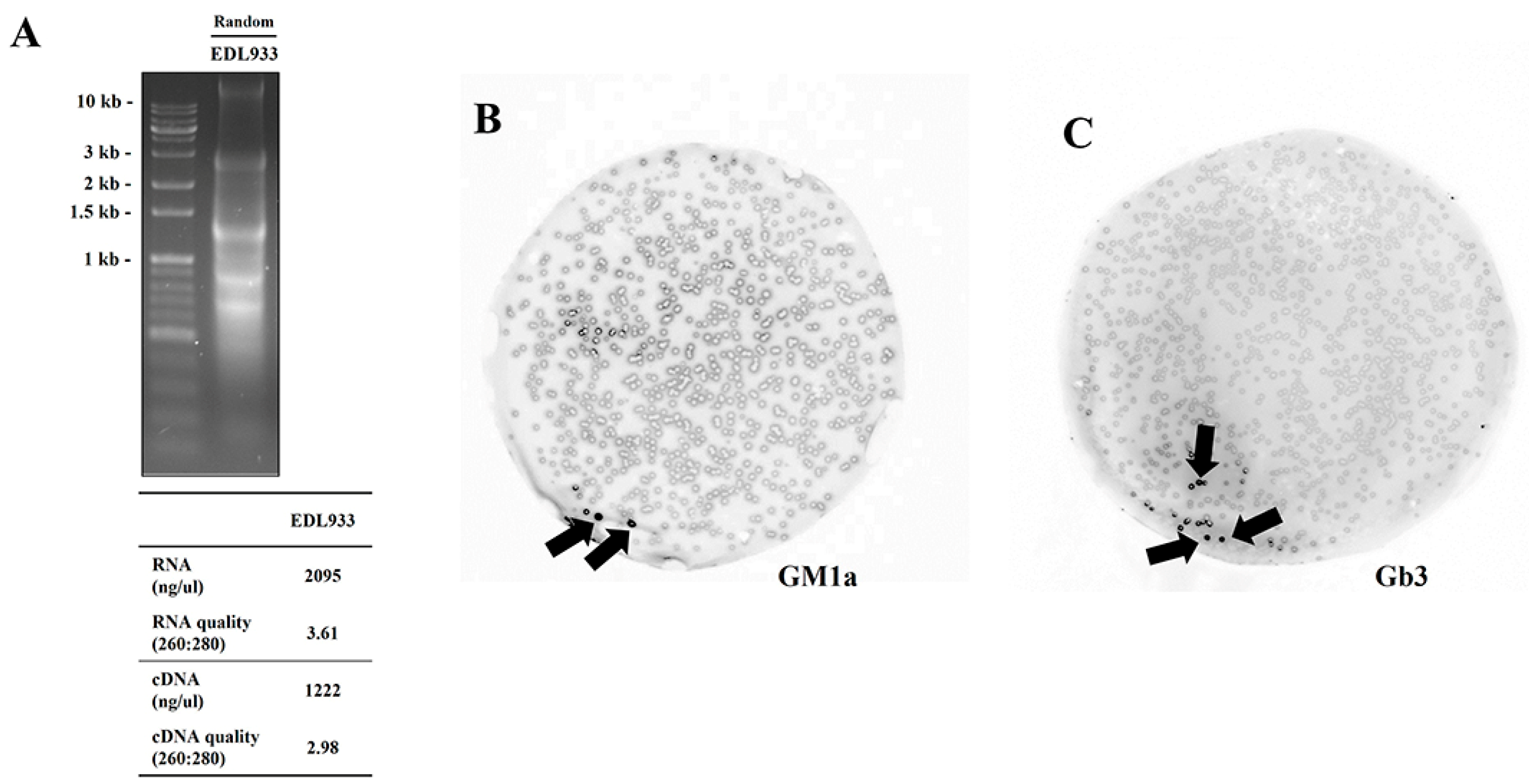 IJMS | Free Full-Text | Glycan-Adhering Lectins and Experimental