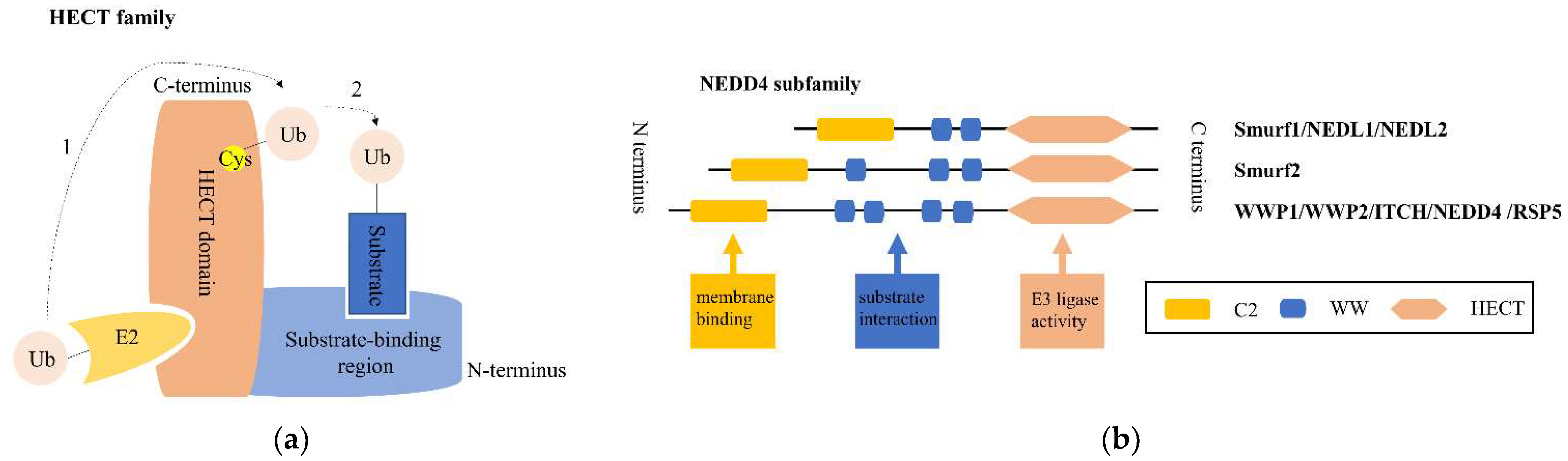 Ijms 23 09937 g001 Ijms 23 09937 g001