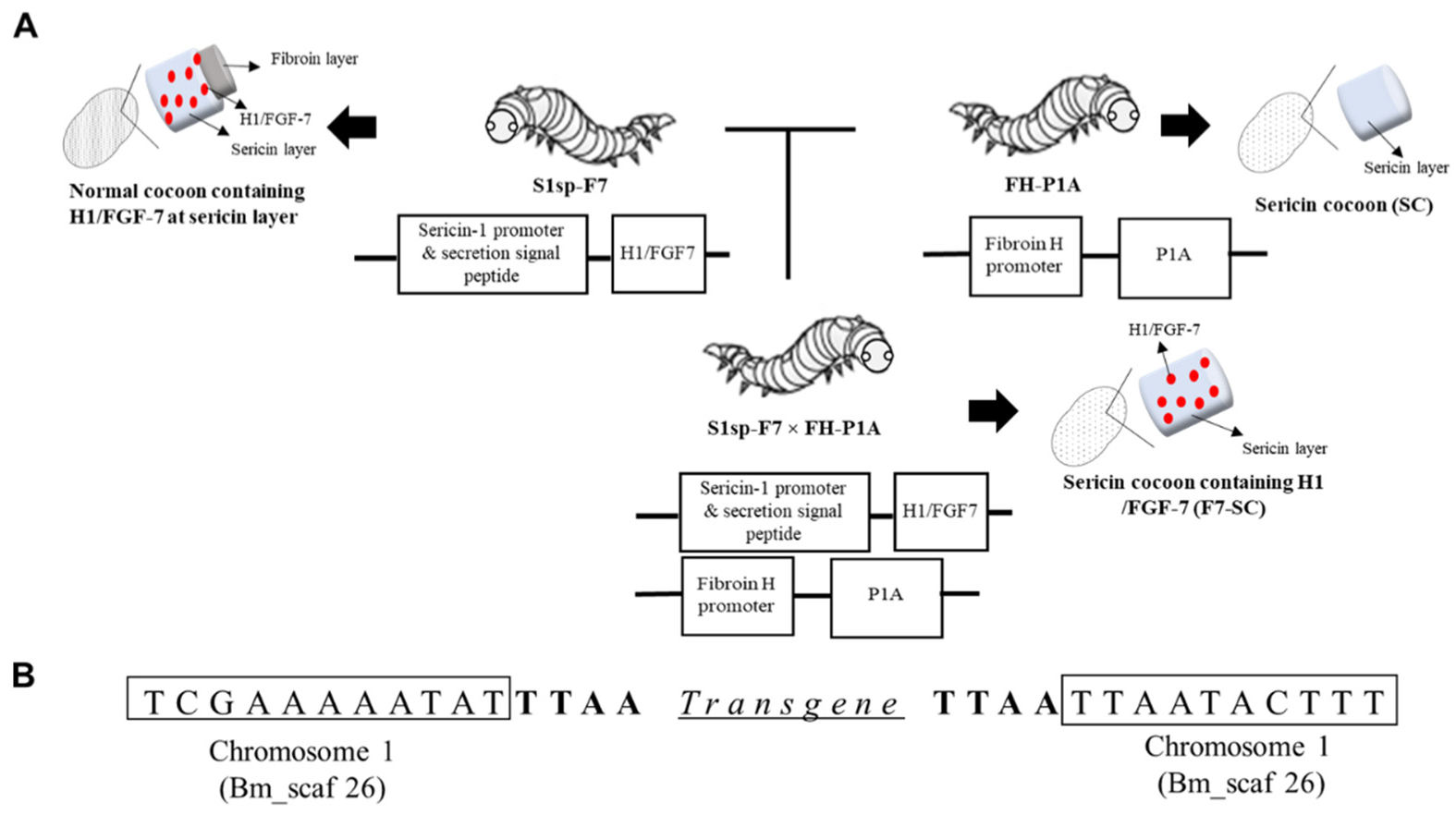 IJMS Free Full Text A Bioengineering Approach for the