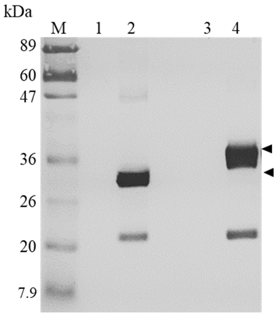 IJMS Free Full Text A Bioengineering Approach for the