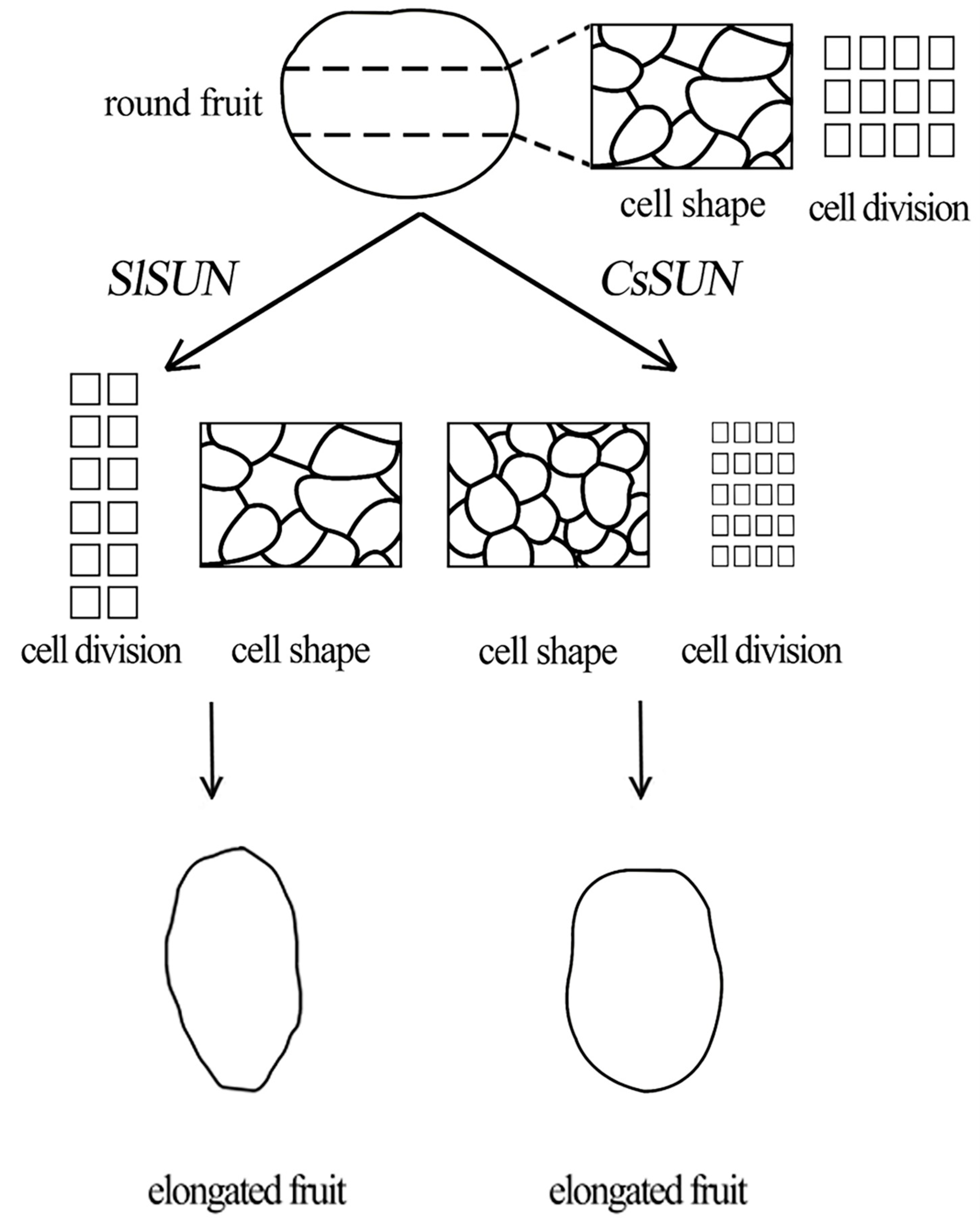 Ijms 23 09973 g007