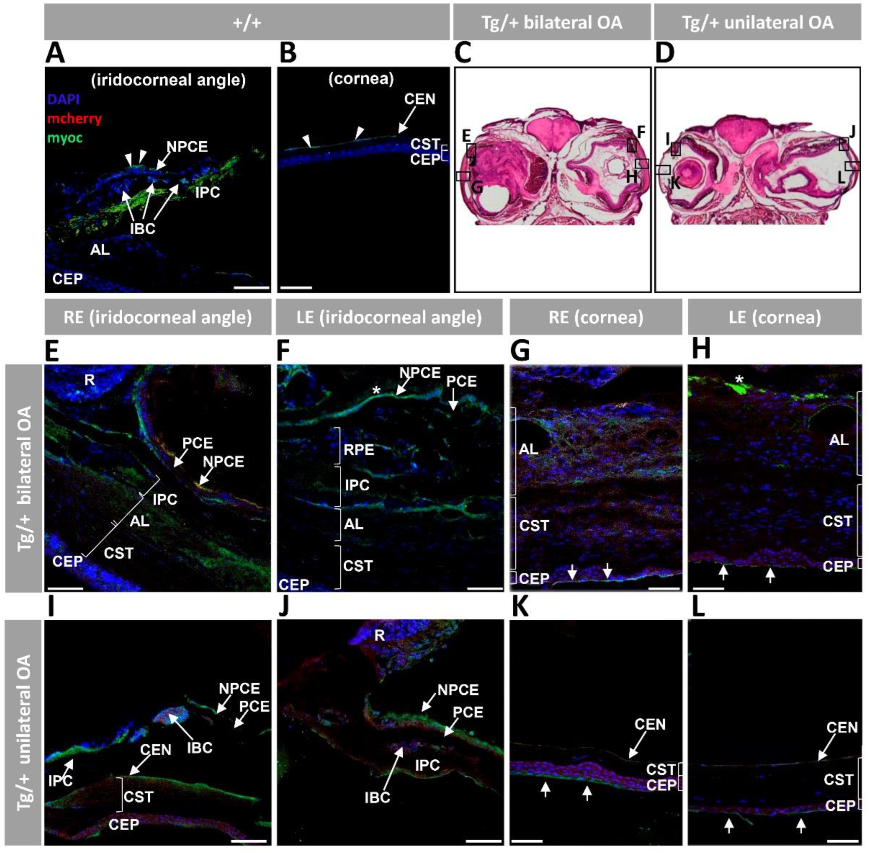 Ijms 23 09989 g005 Ijms 23 09989 g005