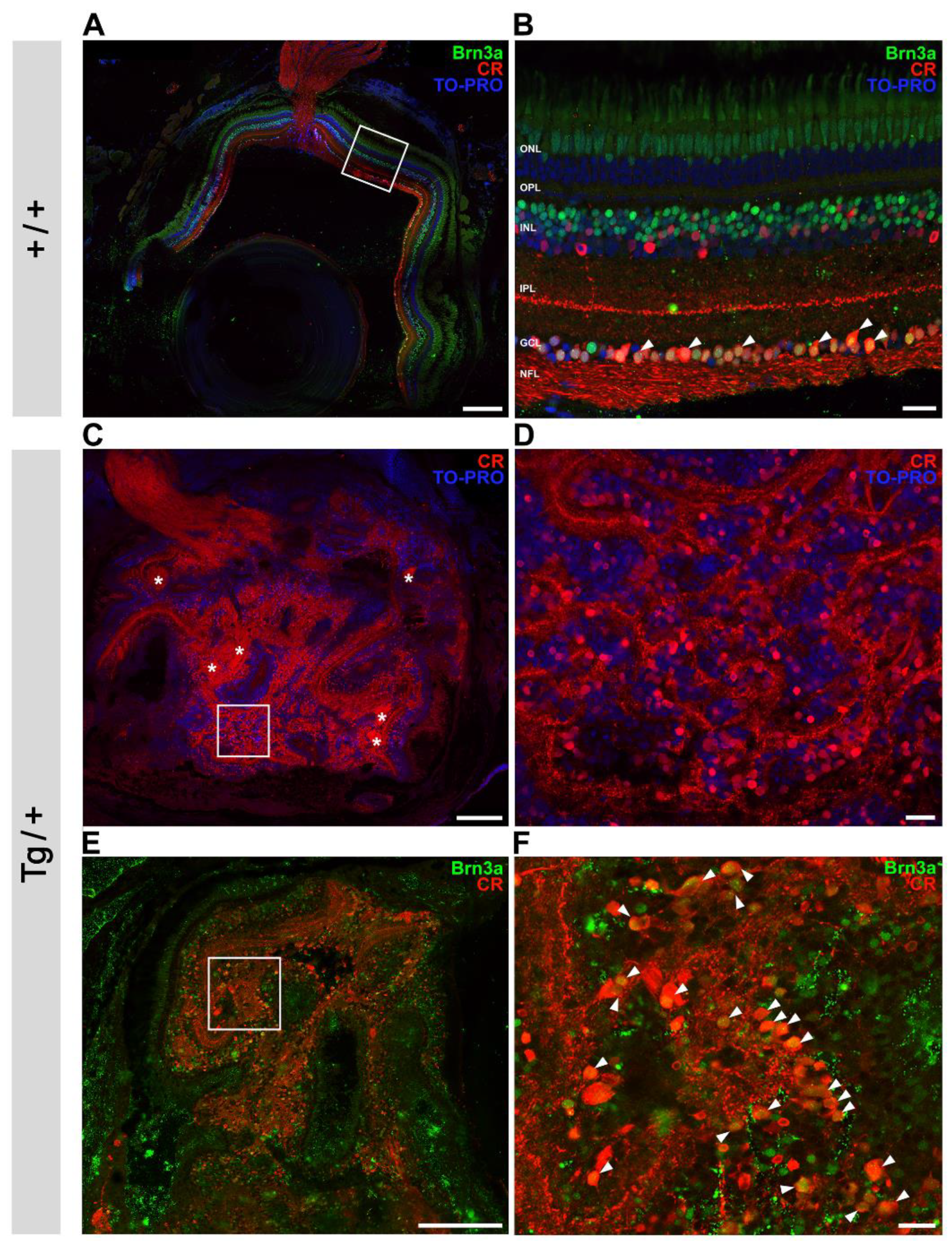 Ijms 23 09989 g009 Ijms 23 09989 g009