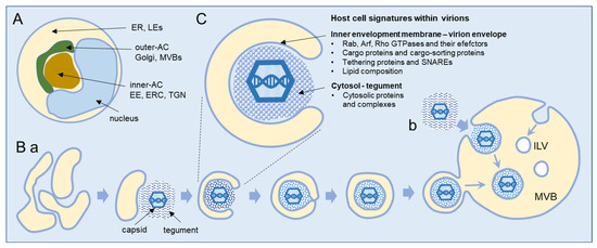 IJMS | Free Full-Text | Host Cell Signatures of the Envelopment