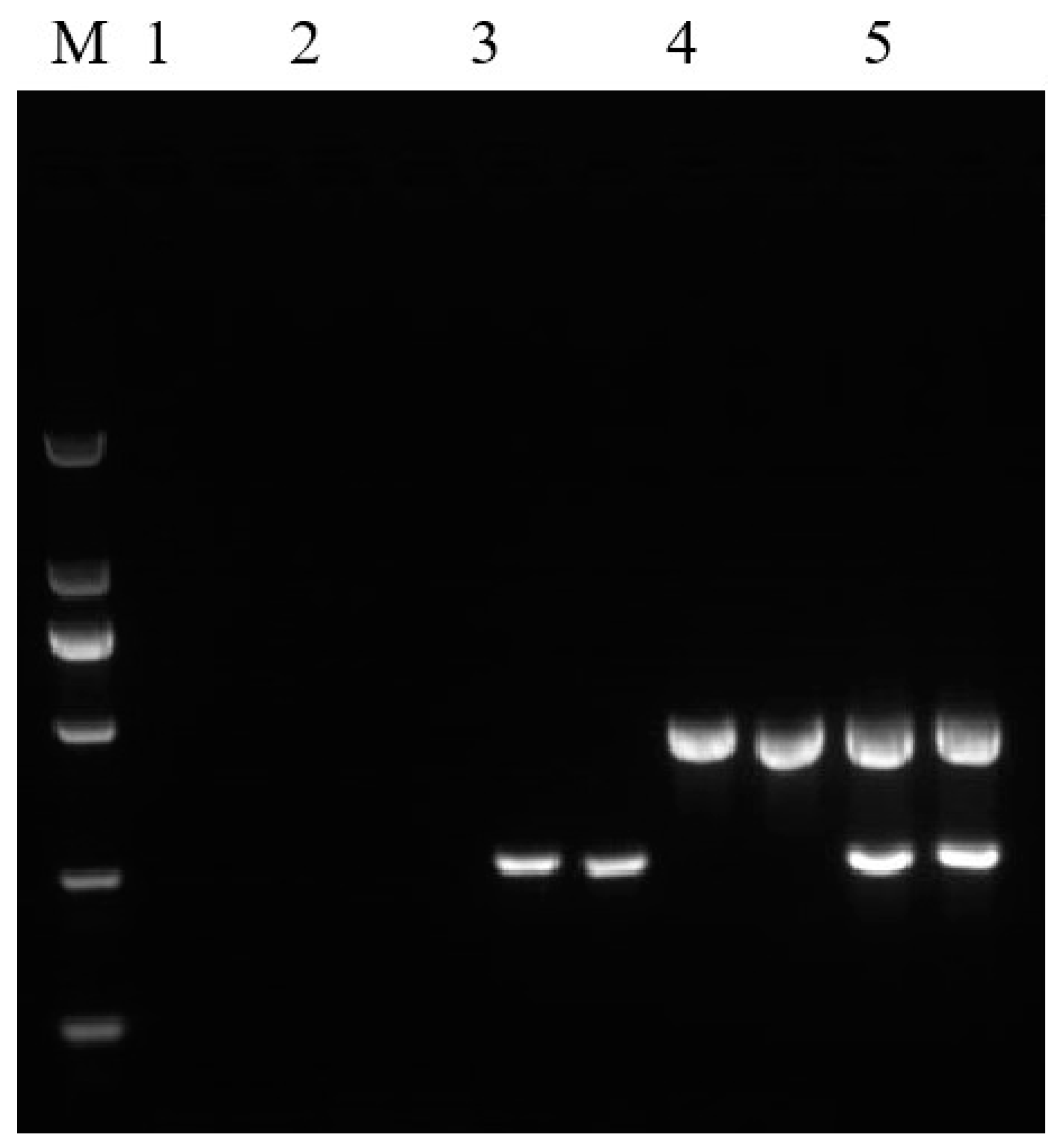 Ijms 23 10000 g006